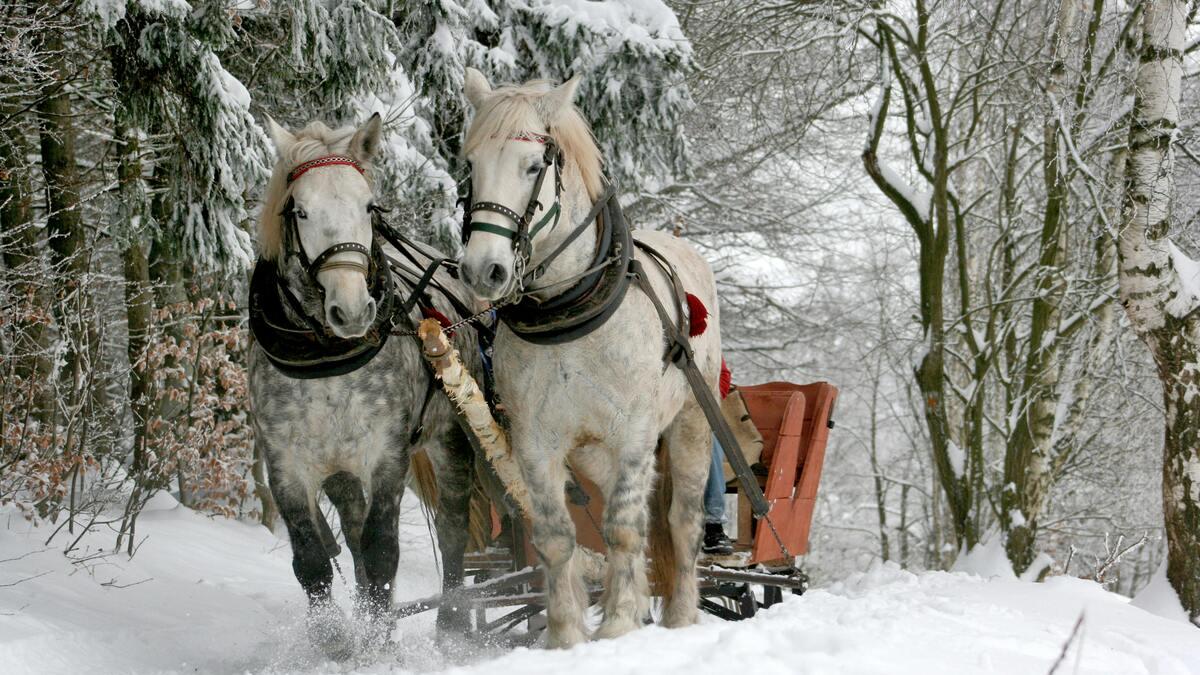 Two horses, one light gray and the other almost white, pull a small red sleigh through a snowy forest. The horses are harnessed and snow is kicked up by their hooves.