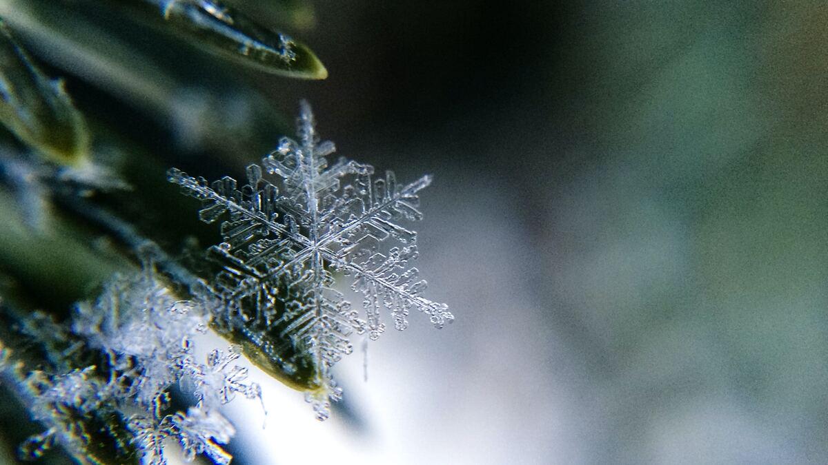 A close-up shot of a single, intricately detailed snowflake resting on a green pine needle. The snowflake's crystalline structure is clearly visible against a blurred background.