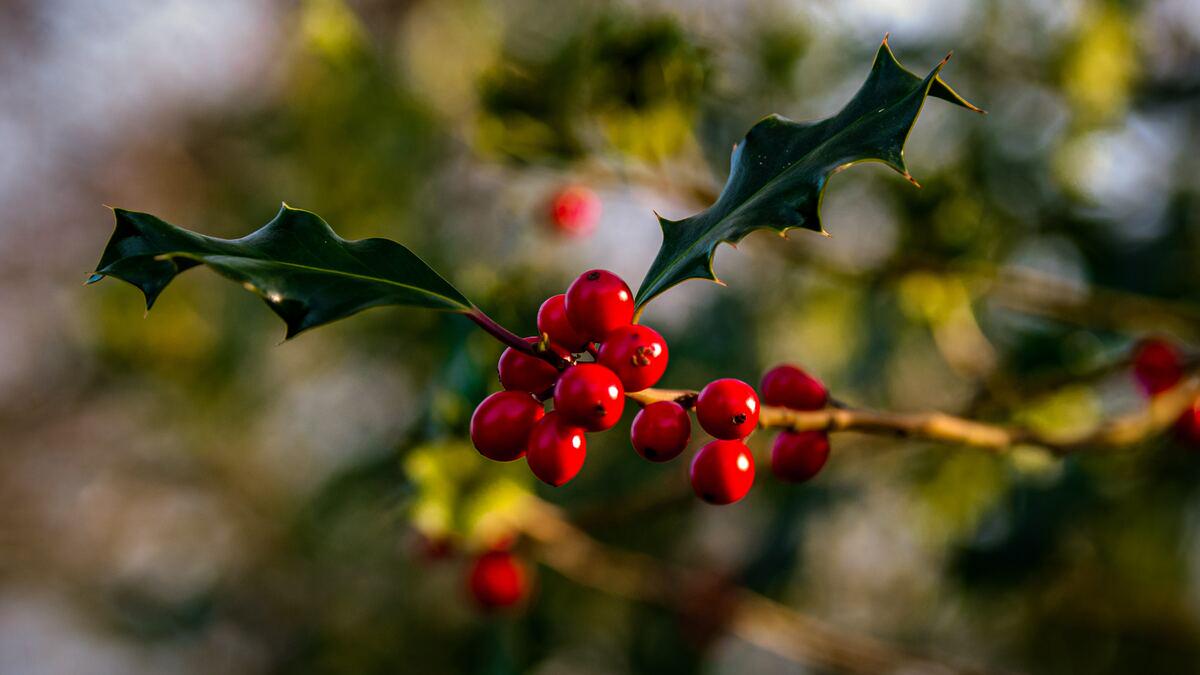 A close-up shot of a branch with bright red holly berries and spiky green leaves. The background is a blurry mix of green and brown, suggesting foliage.
