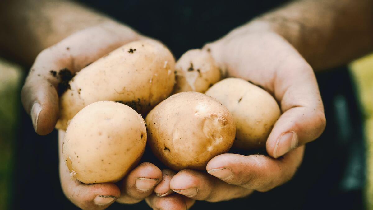 Close-up of two hands cupping several freshly harvested, unwashed potatoes. The potatoes have some dirt on them.