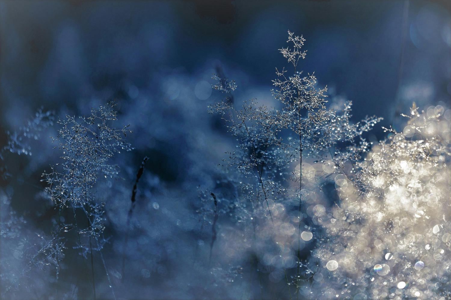 Close-up of glistening, delicate grasses against a blurred blue background. Light catches on the dew or frost covering the fine foliage.