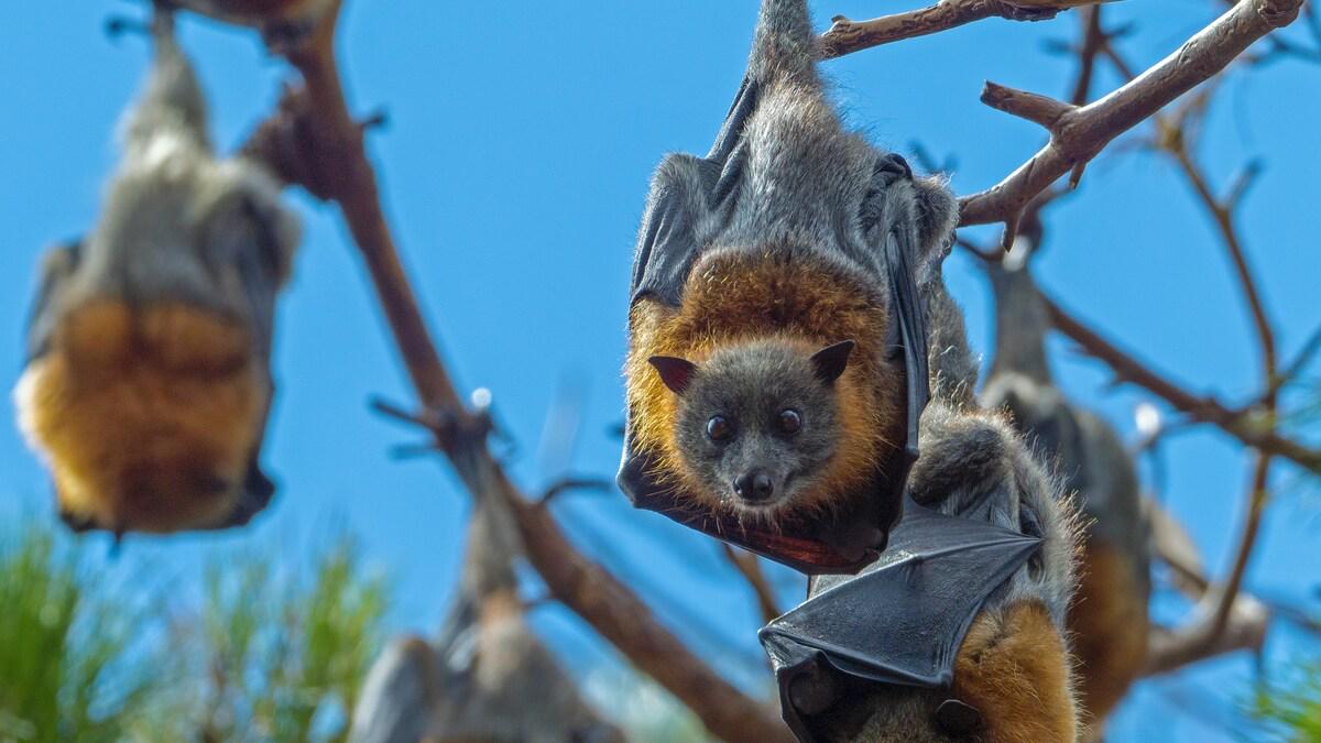 A group of gray-furred bats with reddish-brown necks hang upside down from tree branches against a bright blue sky. One bat is in focus, looking directly at the viewer with large, round eyes.