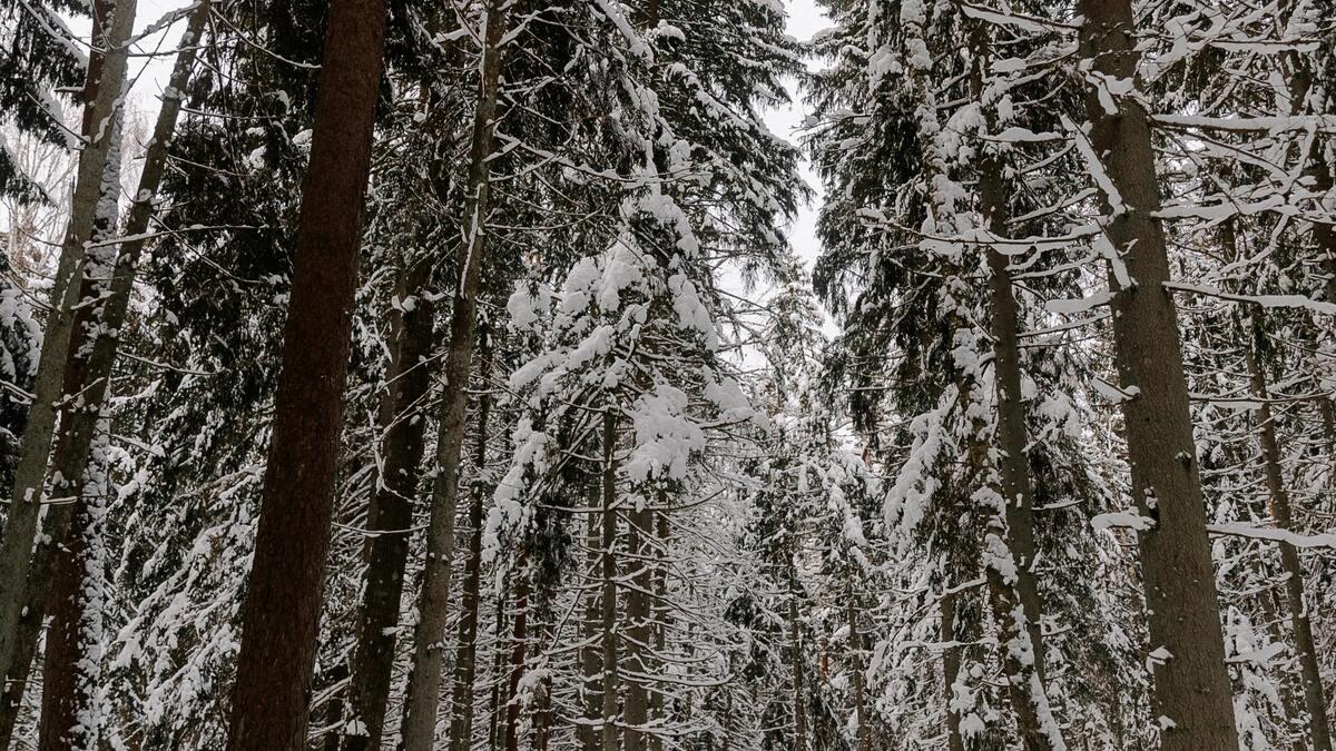 A dense forest scene shows tall trees covered in a layer of fresh snow, obscuring their branches and creating a wintery, textured landscape. The tree trunks vary in color from pale grey to dark brown, adding contrast to the snow-covered scene.