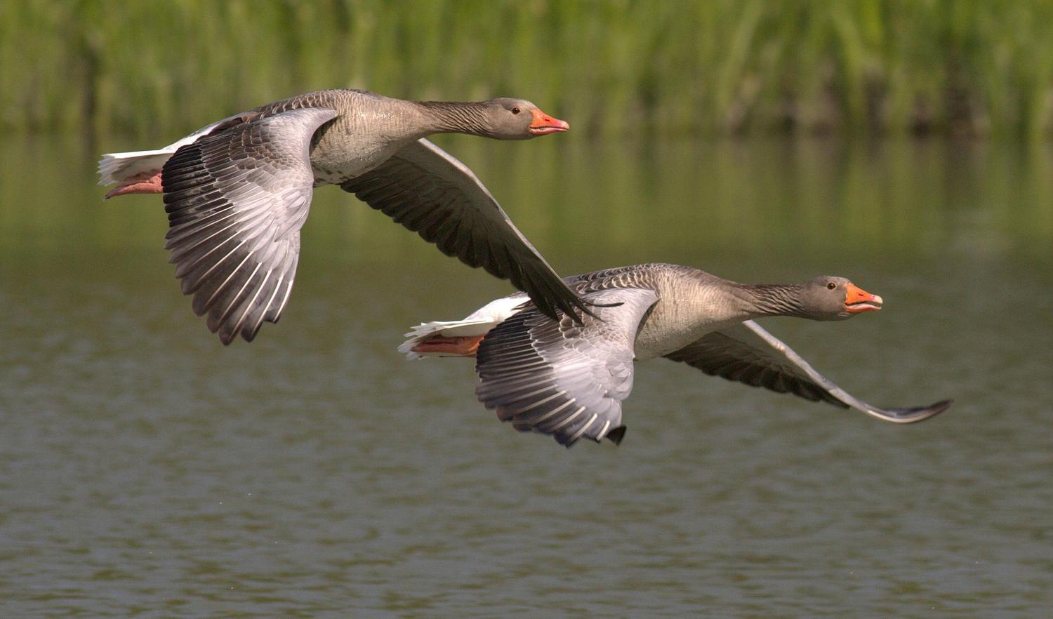Two gray geese fly in formation over a body of water, with green foliage blurred in the background. They are gliding with their wings spread wide, showing detailed feather patterns.