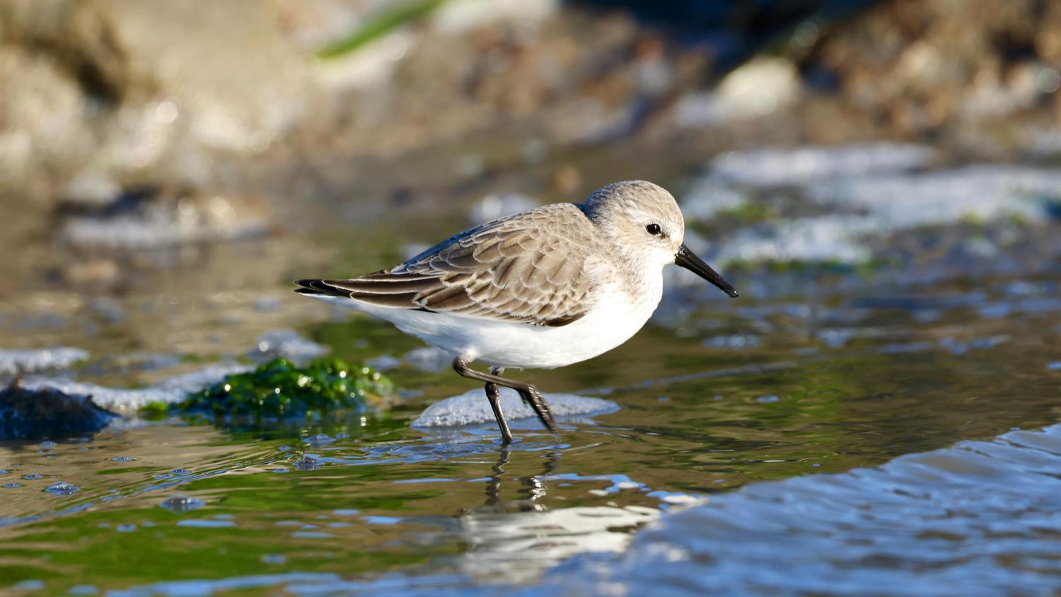 A small, light-brown sandpiper stands in shallow water with its dark, pointed beak facing left. Ripples surround the bird as it wades near the shoreline.
