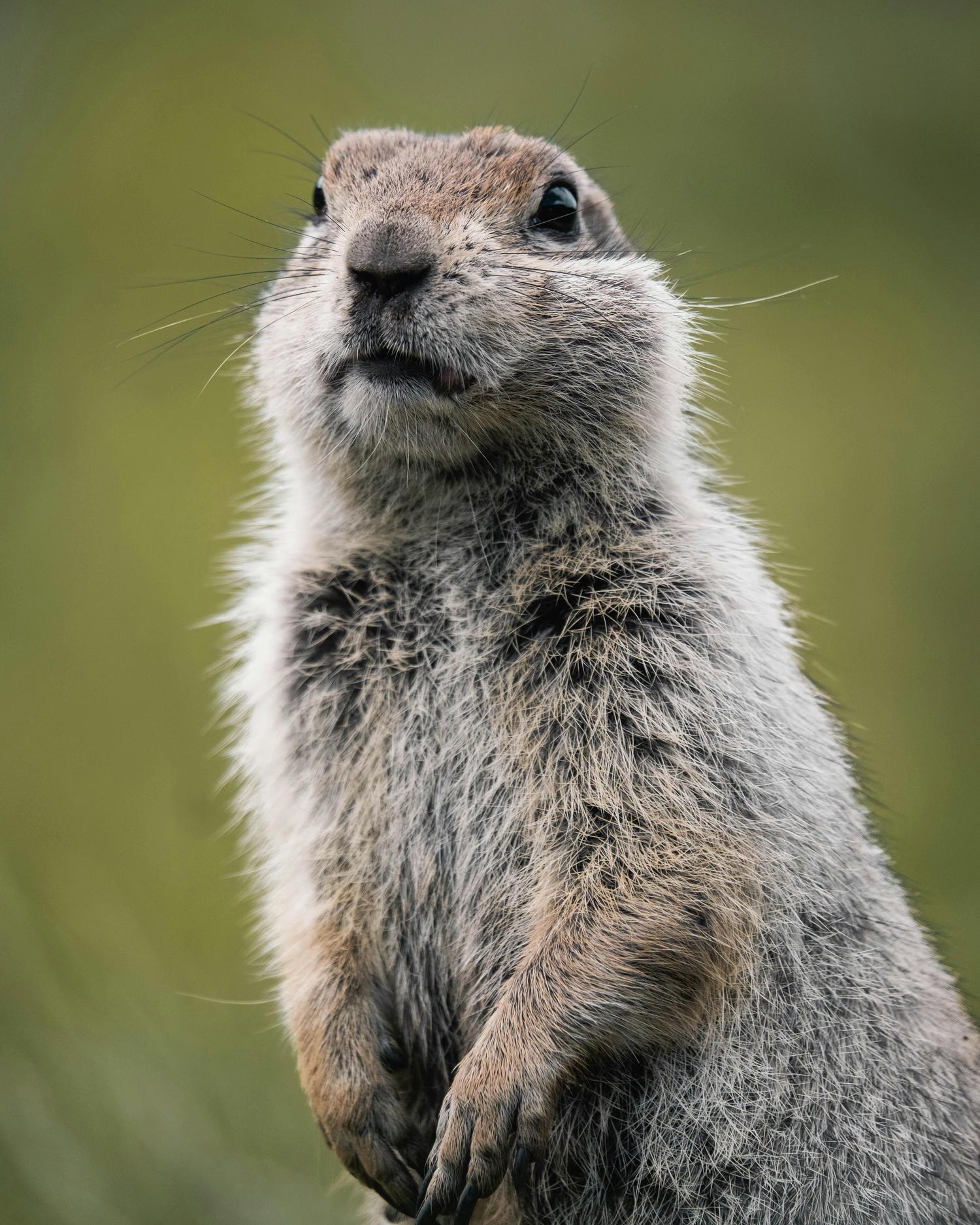 A ground squirrel stands upright on its hind legs against a blurred green background, looking directly ahead. Its fur is a mix of brown and gray, and long whiskers protrude from its face.