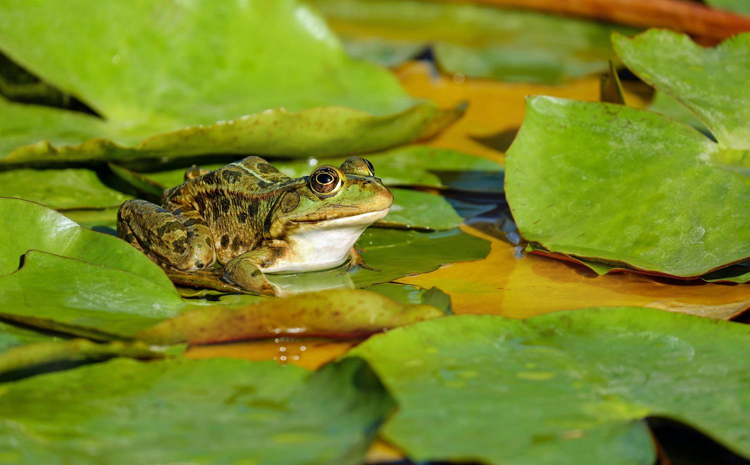 A brown and green frog sits on a cluster of bright green lily pads, with golden-yellow water visible in the background. The frog is facing right and has dark spots along its back.