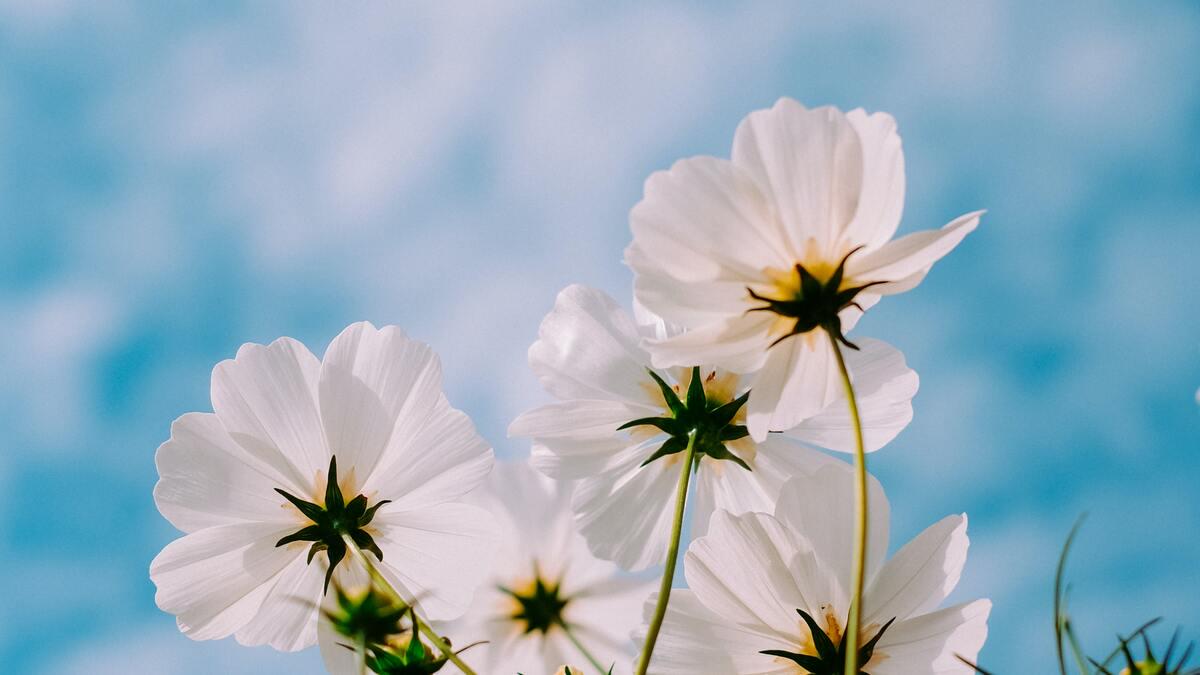 Several white cosmos flowers are shown from a low angle, silhouetted against a soft blue sky with hints of white clouds. The flowers' petals are translucent, and their green stems and centers are visible.