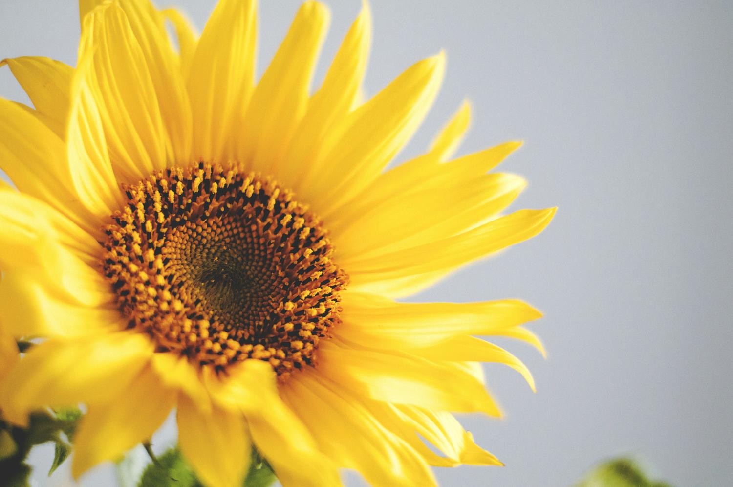 Close-up of a bright yellow sunflower with a dark brown center against a light gray background. The petals fill the majority of the frame, with some green leaves visible at the bottom.