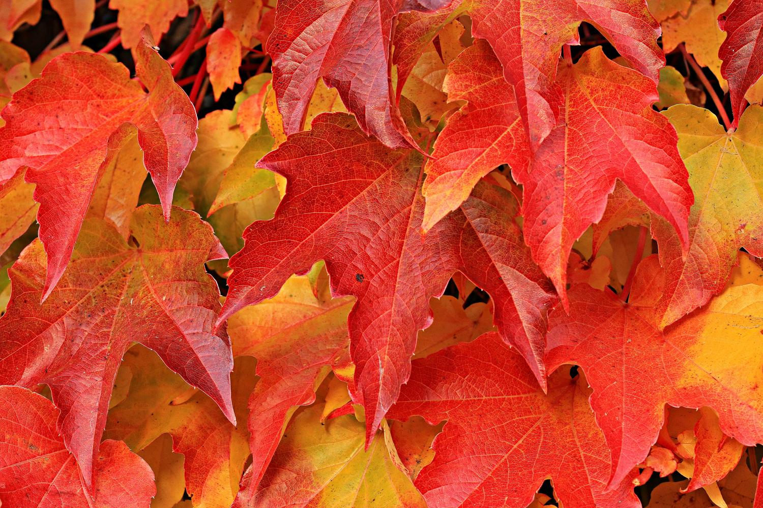A dense cluster of vibrant autumn leaves in shades of red, orange, and yellow fill the frame, creating a textural mosaic of overlapping shapes. The leaves are detailed with prominent veins and jagged edges, suggesting a close-up view.