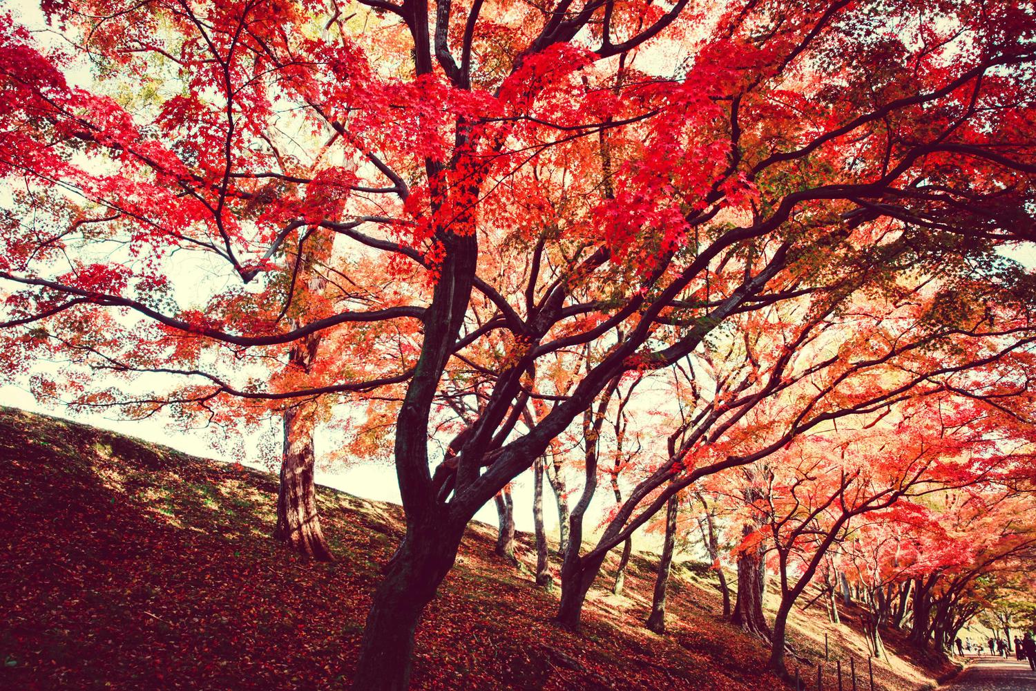 A line of maple trees with vibrant red leaves stretches into the distance along a hillside, their branches reaching overhead. Fallen leaves cover the ground in shades of red and brown.