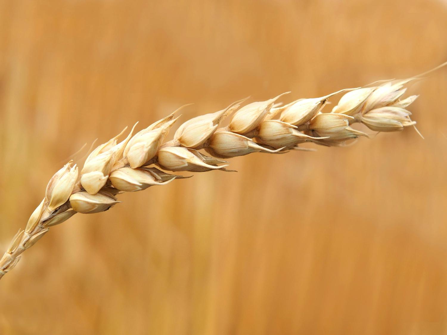 Close-up of a ripe golden wheat stalk against a blurred wheat field background. The wheat kernels are plump and almost ready for harvest.