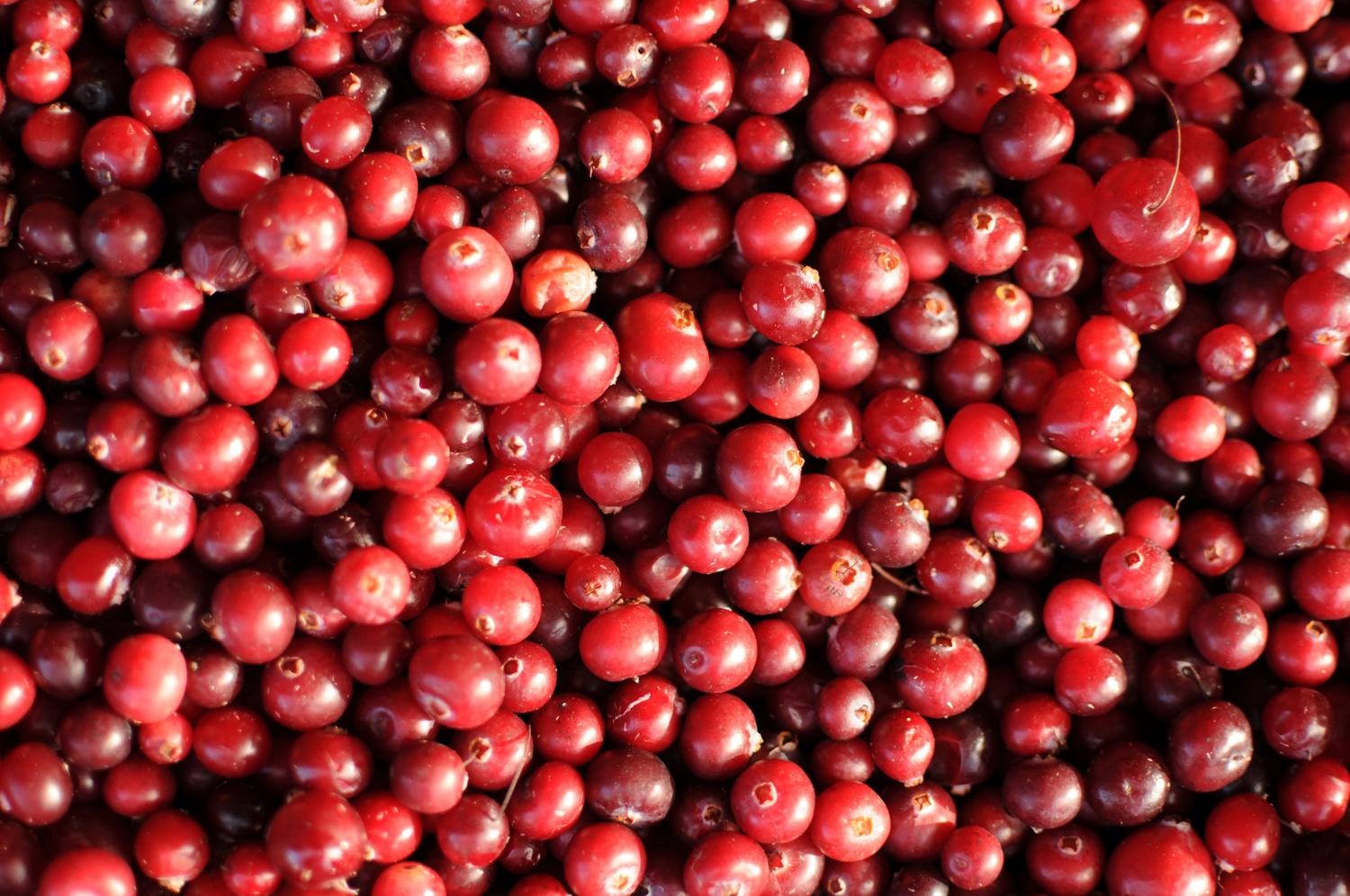 A high-angle, close-up shot showcases a dense collection of ripe cranberries, featuring varying shades of red and glistening surfaces. The berries appear freshly harvested, tightly packed and filling the frame.