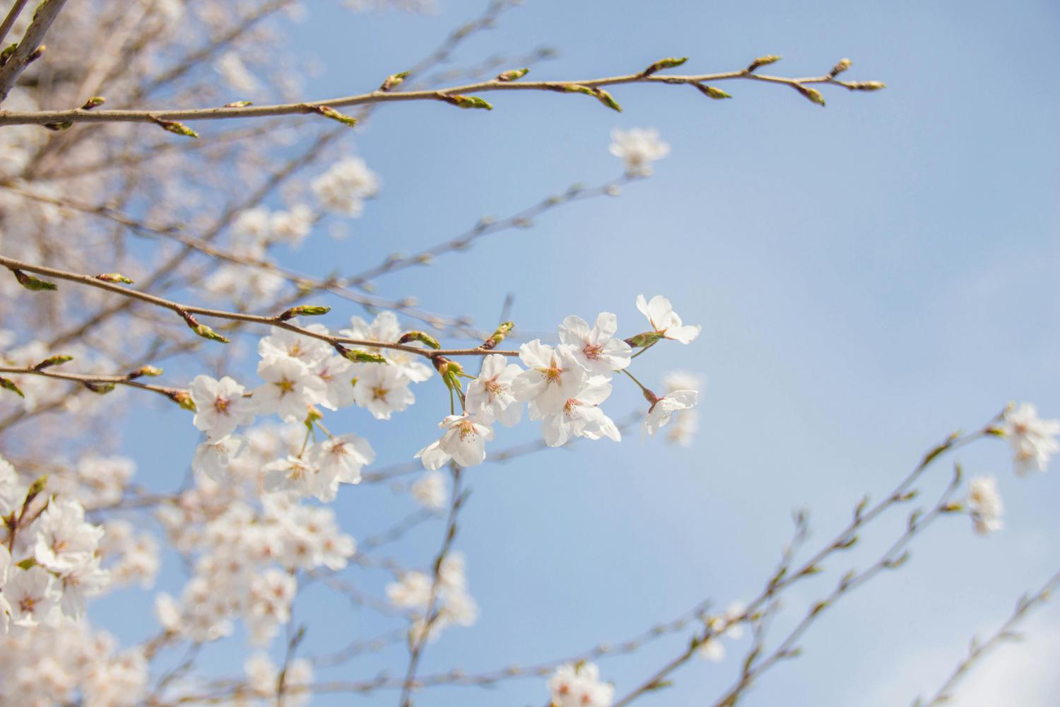 Close-up of cherry blossom branches with white flowers against a light blue sky. Some branches show unopened buds.