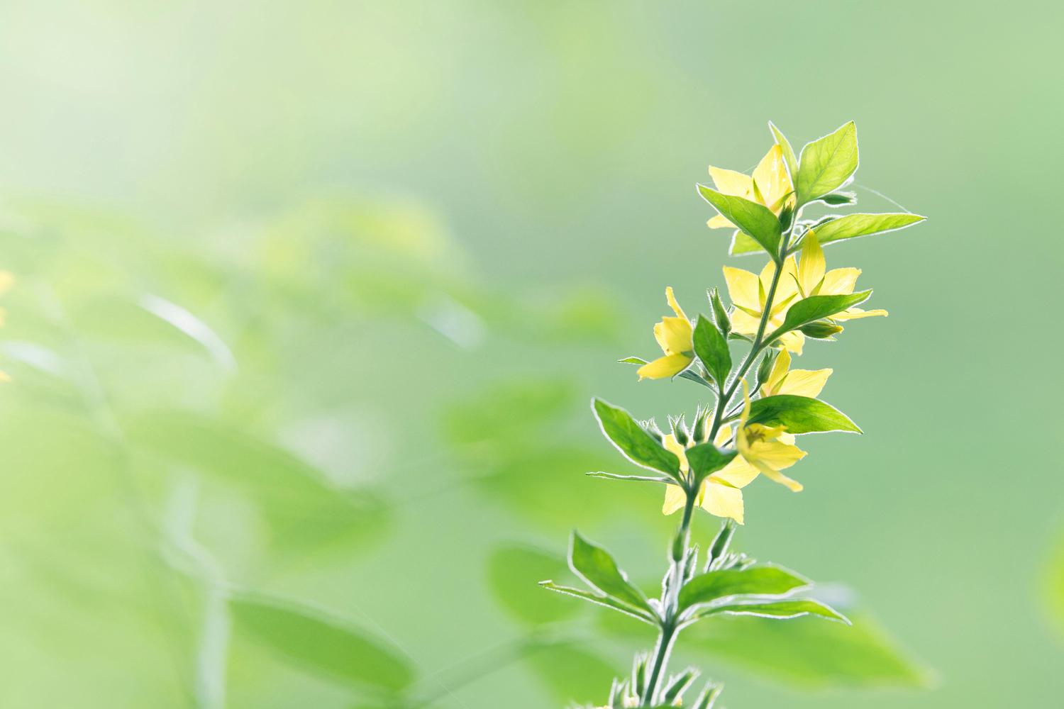 A stalk of yellow loosestrife flowers, with green leaves, stands against a soft, blurred green background. The sunlight shines through the petals, highlighting their delicate texture.
