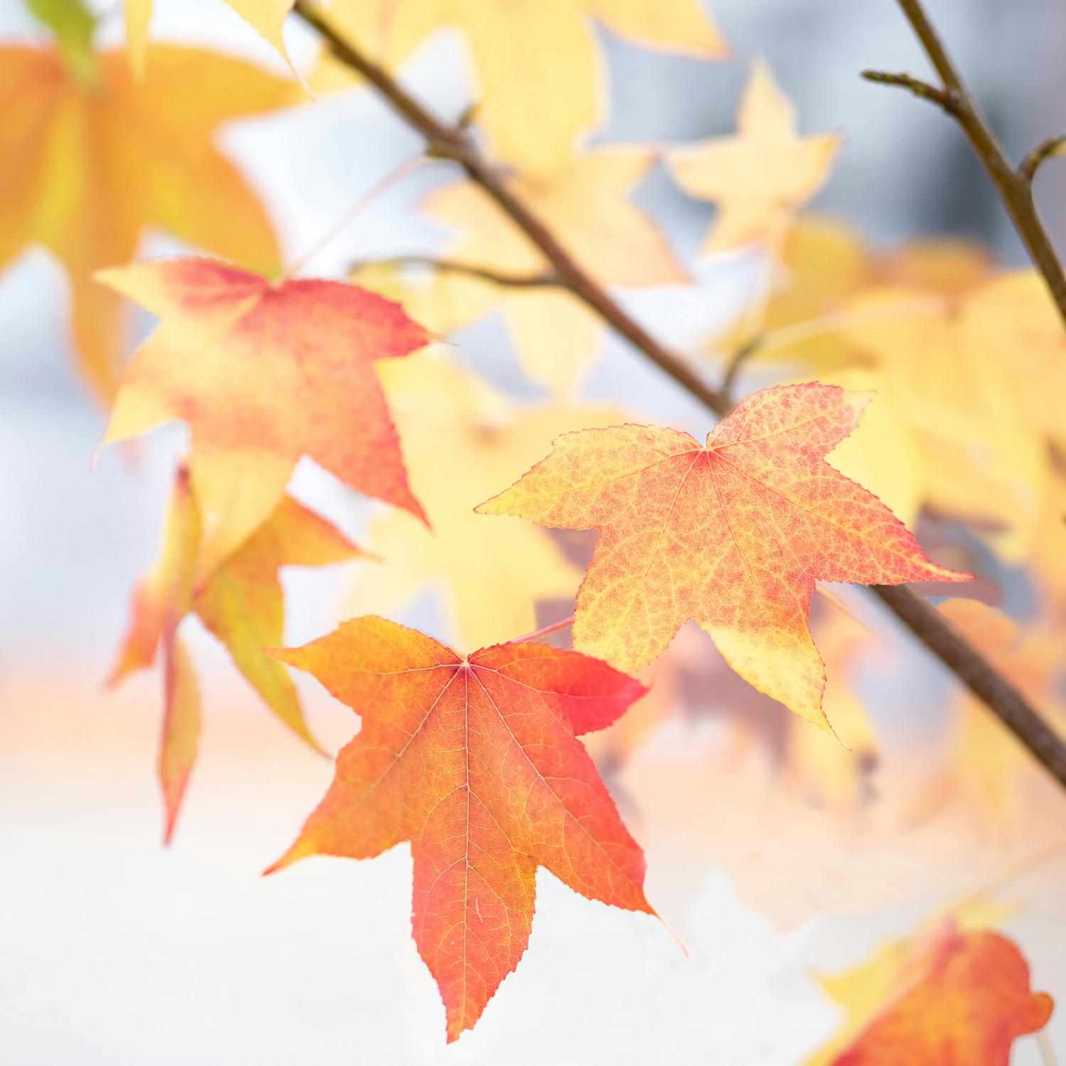 Close-up of vibrant orange and yellow maple leaves on a branch against a soft, blurred background. The leaves' textures and colors suggest autumn foliage.