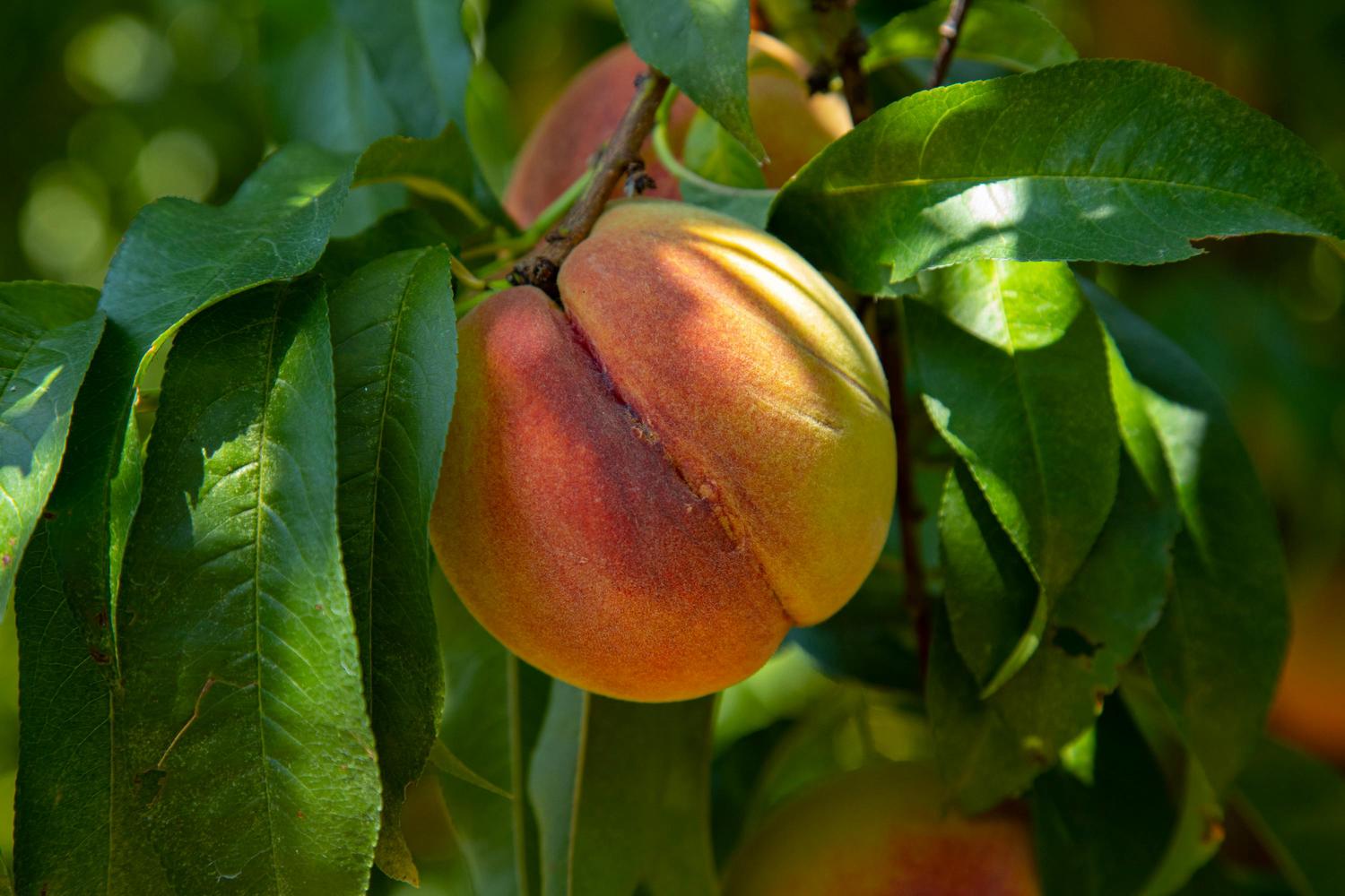 A close-up shows ripe peaches hanging on a branch, surrounded by green leaves. The fruit displays vibrant hues of red and yellow, suggesting ripeness and sweetness.