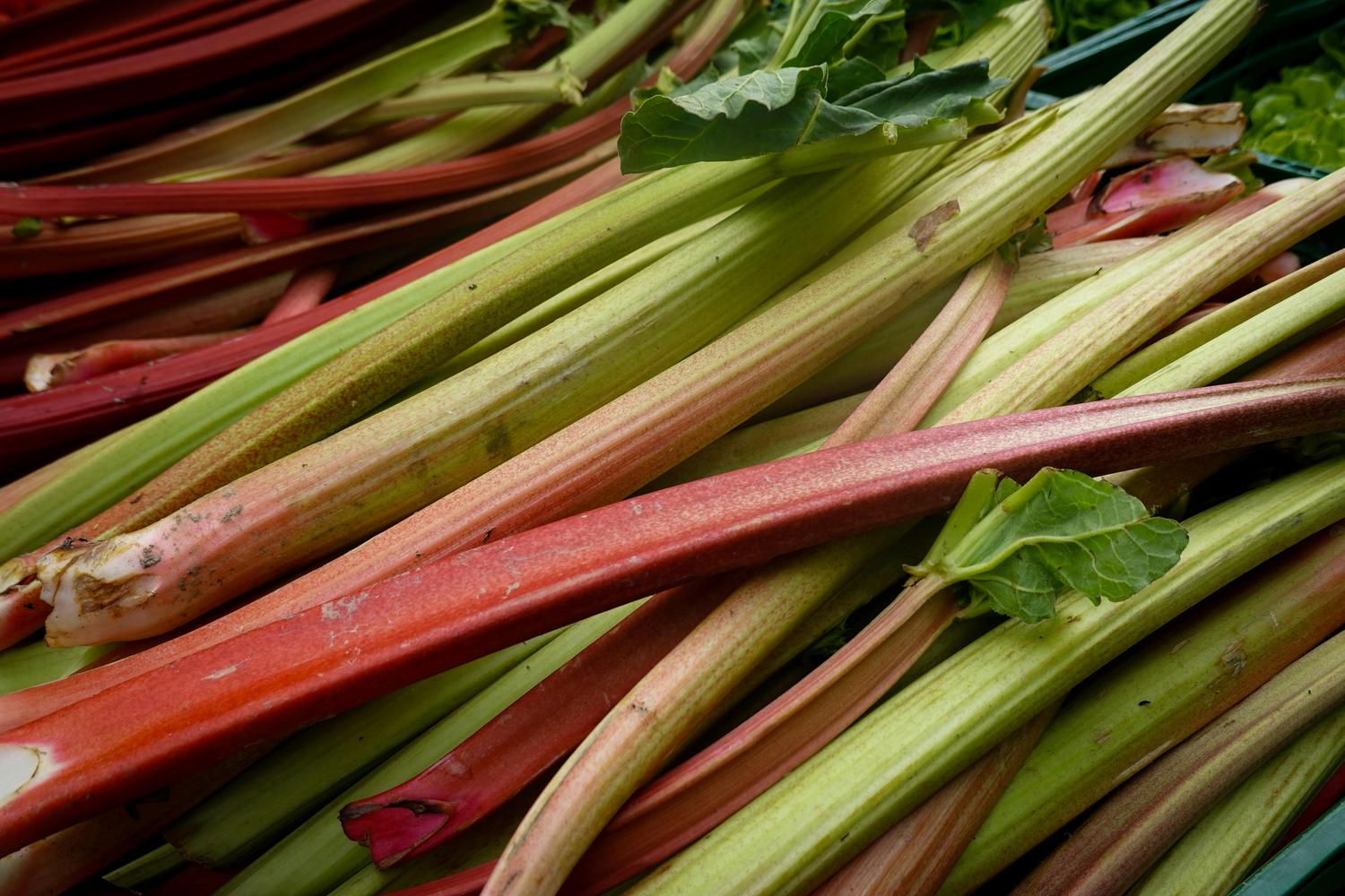 Close-up of fresh rhubarb stalks, featuring vibrant red and green colors, with a few leaves visible. The stalks are bundled together, suggesting they are ready to be used in cooking or baking.