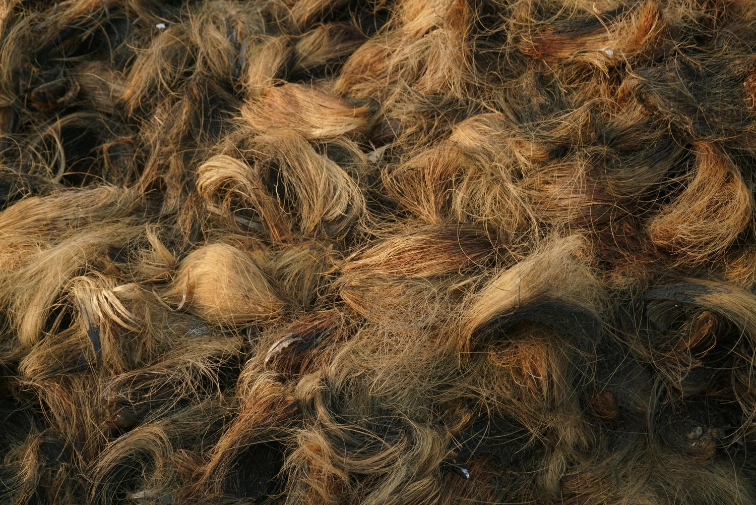 Close-up texture of coarse brown coir fiber made from coconut husks. The fibers are interwoven and some have darker, burnt patches.