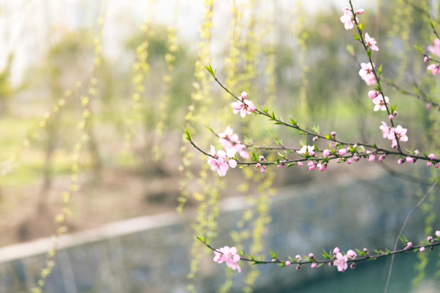 Solon Spring Festival 2026 — Solon, OH | Festacular