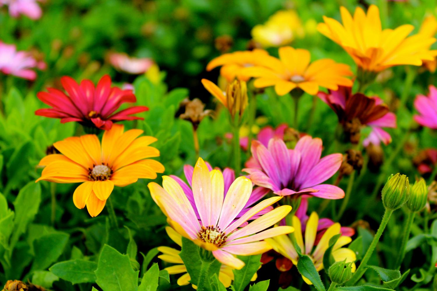 A close-up shows vibrant daisy flowers in various colors, including yellow, orange, pink, and red, surrounded by green foliage. The image captures the colorful diversity of a flower bed.