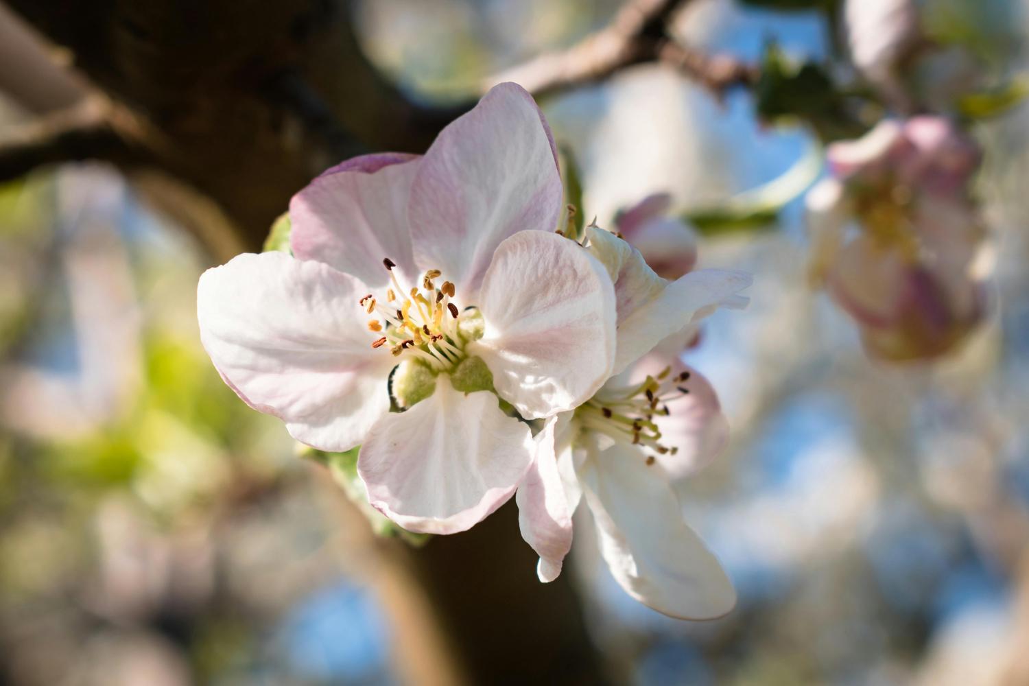 Close-up of an apple blossom, featuring delicate white petals with hints of pink, and prominent yellow stamens at the center. The flower is attached to a branch with a blurred background of sky and foliage.