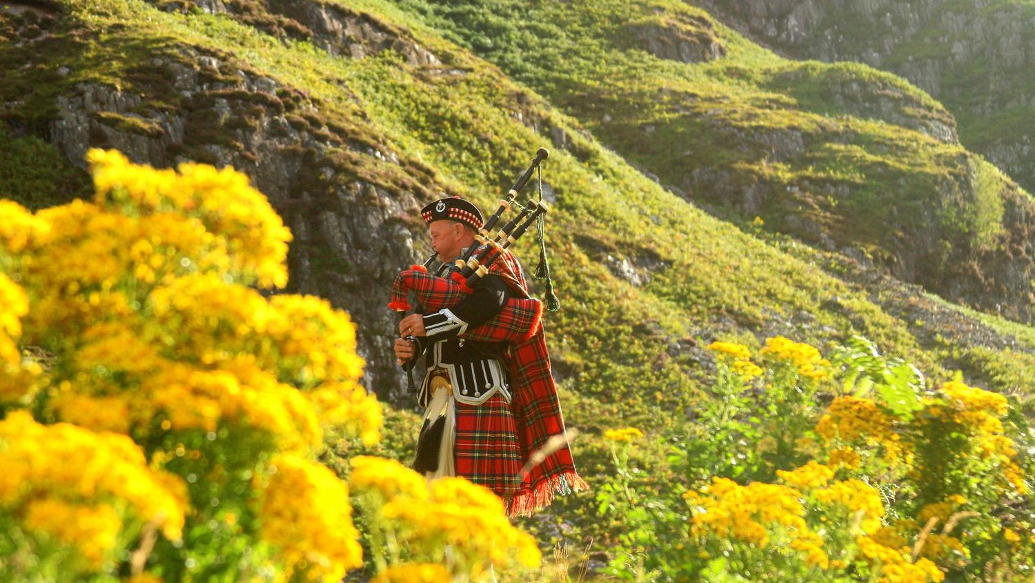 A man in traditional Scottish Highland dress plays bagpipes amid a field of bright yellow wildflowers, with a green, mossy hillside behind him. The man is wearing a kilt, cape, and cap, all in red tartan.
