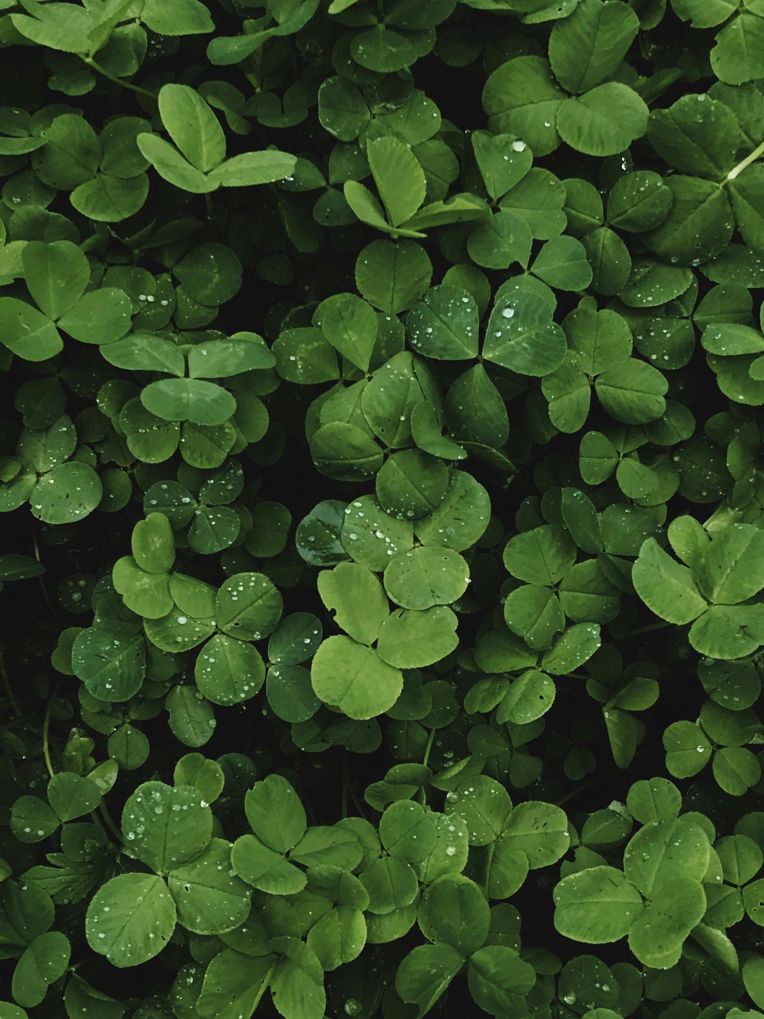 A dense patch of green clover covers the ground, with tiny water droplets clinging to the leaves. The overall tone is dark and natural.