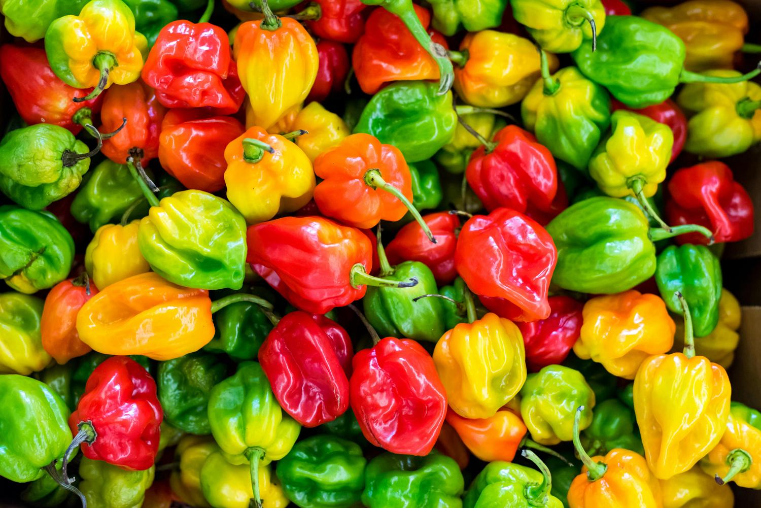 A close-up shows a colorful pile of scotch bonnet peppers in varying shades of green, yellow, orange, and red. Their smooth, slightly wrinkled skins and short green stems are visible.