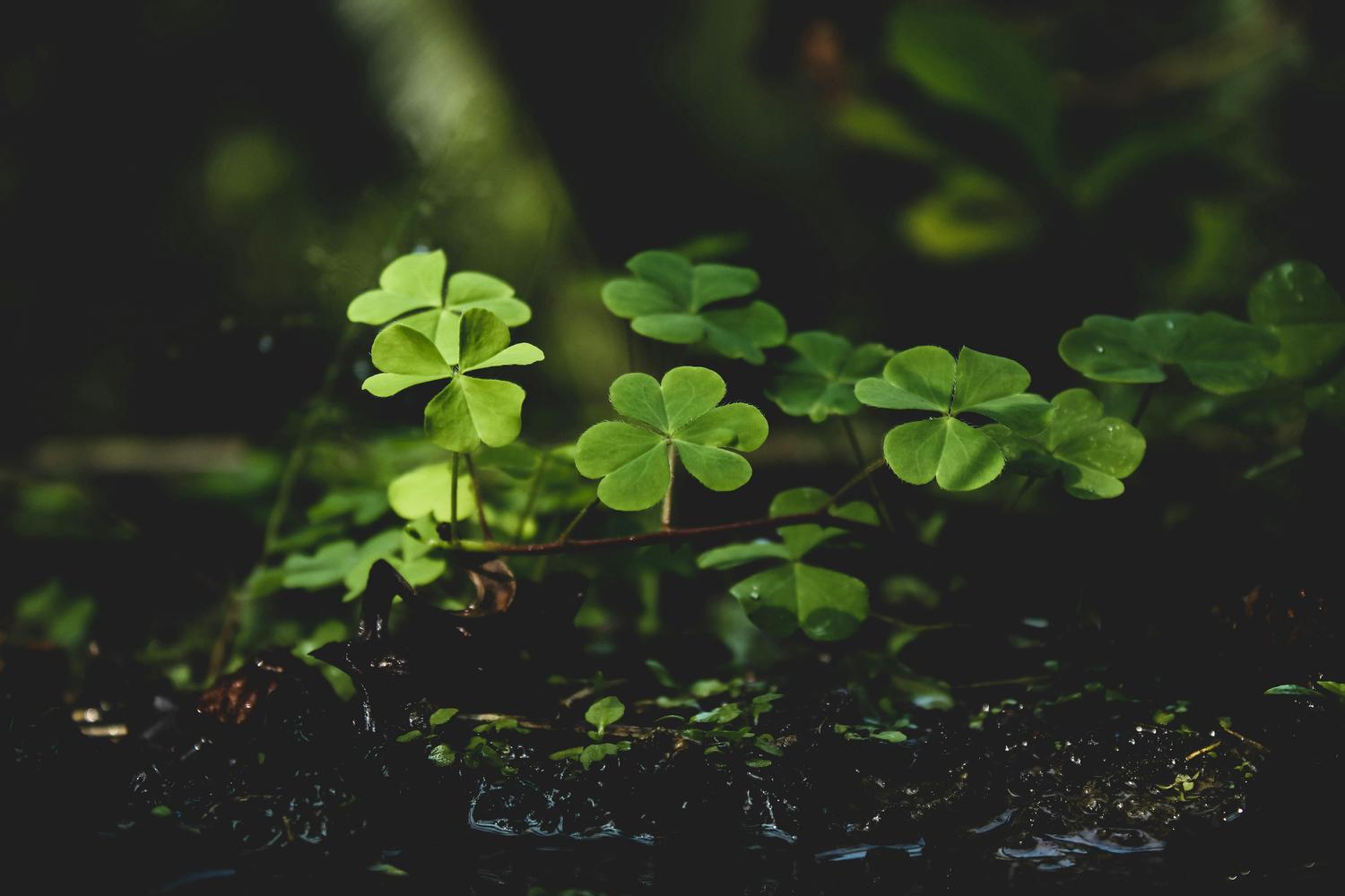 Close-up of a cluster of green clovers with three or four leaves in a dark, natural setting. The clovers are lit with soft light against a blurred, dark green background.