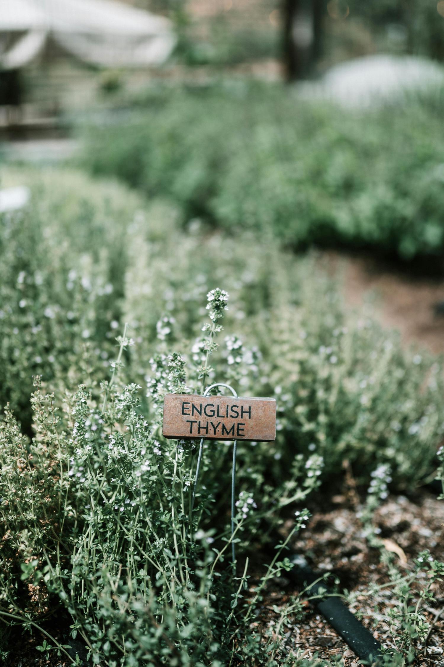 A close-up shows a patch of English Thyme in a garden with a weathered sign identifying the herb. The sign, reading 