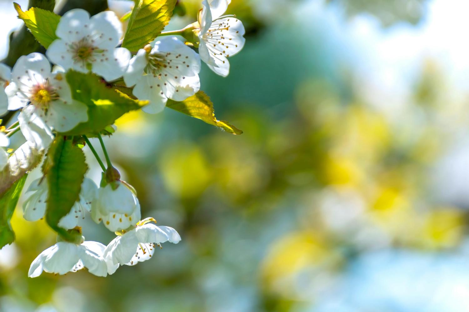 Close-up of blooming cherry blossoms and young leaves against a blurred background of blue sky and foliage. The white flowers are clustered tightly, with delicate details visible in the petals and stamen.