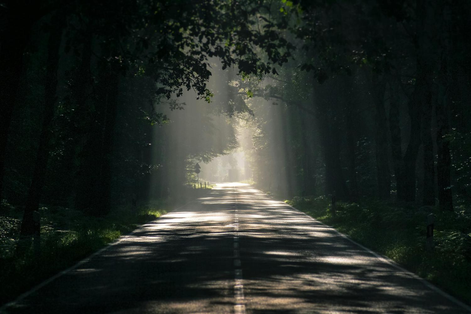 Ethereal rays of sunlight cut through a dense, dark forest canopy, illuminating a straight road that recedes into the misty distance.