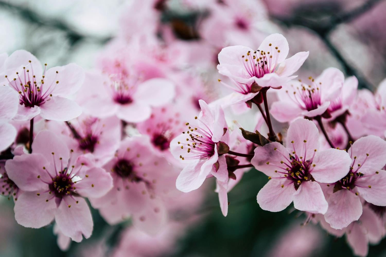 Delicate pink cherry blossoms with vibrant golden stamens are in sharp focus, while a cluster of similar soft pink flowers blurs gently in the background.