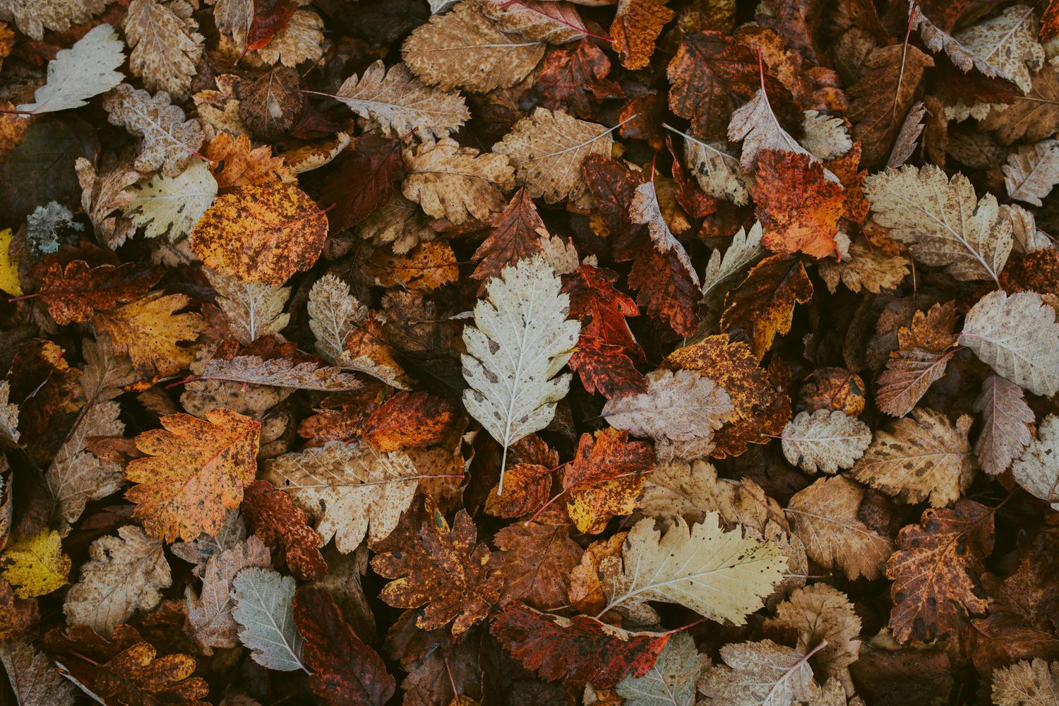 A dense pattern of fallen autumn leaves covers the ground, showing shades of brown, rust, orange, and pale cream, with some appearing lightly frosted.