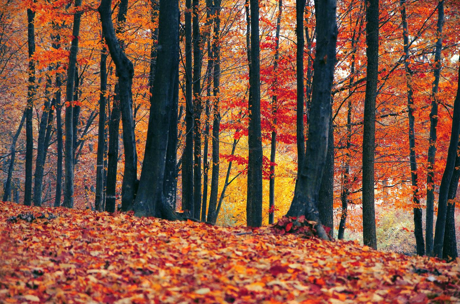 A vibrant autumn forest features dark tree trunks amidst a dense canopy of orange and red leaves, with a thick carpet of colorful fallen foliage covering the ground.
