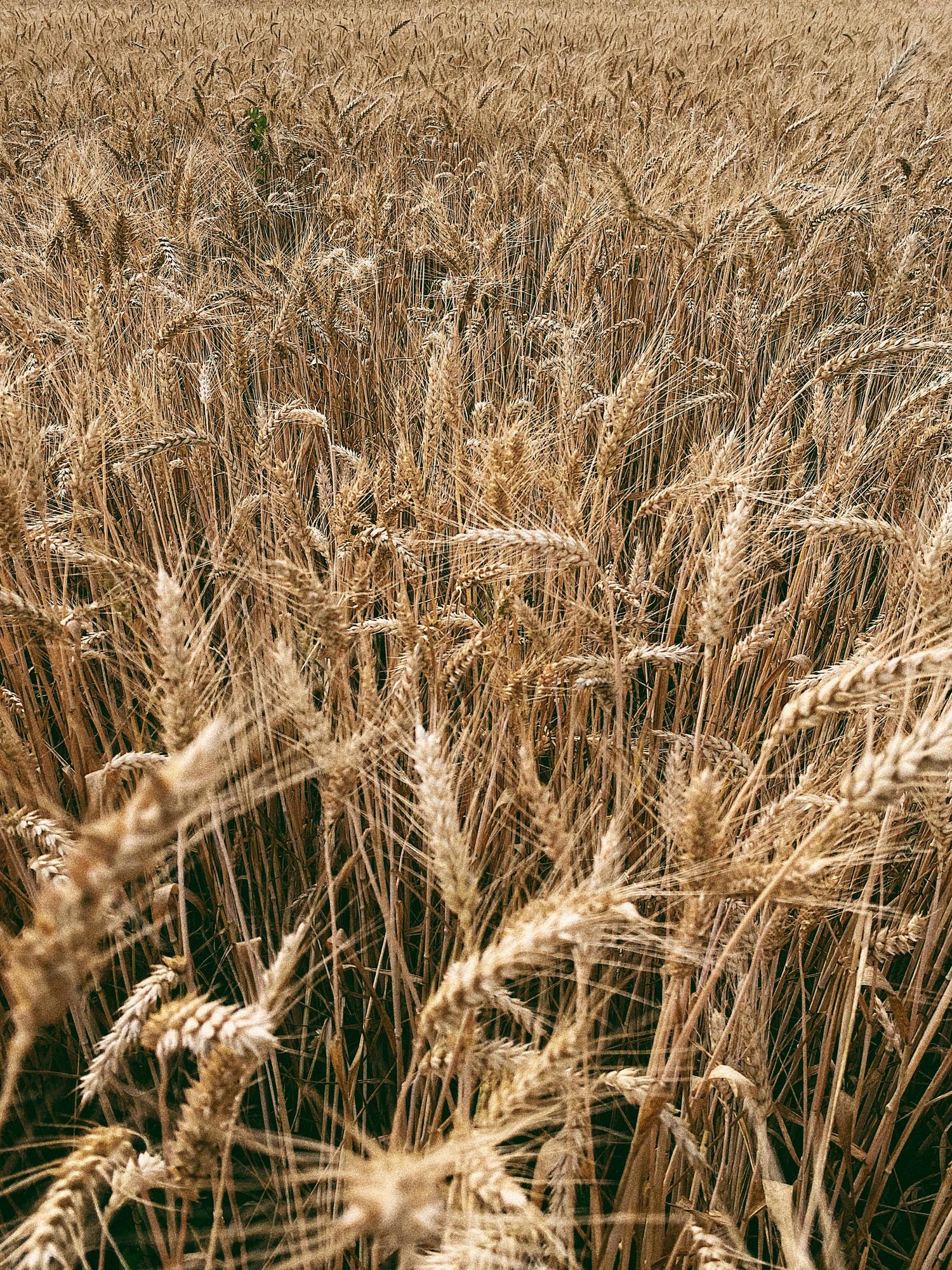 A dense field of golden, ripe wheat fills the frame from foreground to background, with individual stalks and seed heads clearly visible.