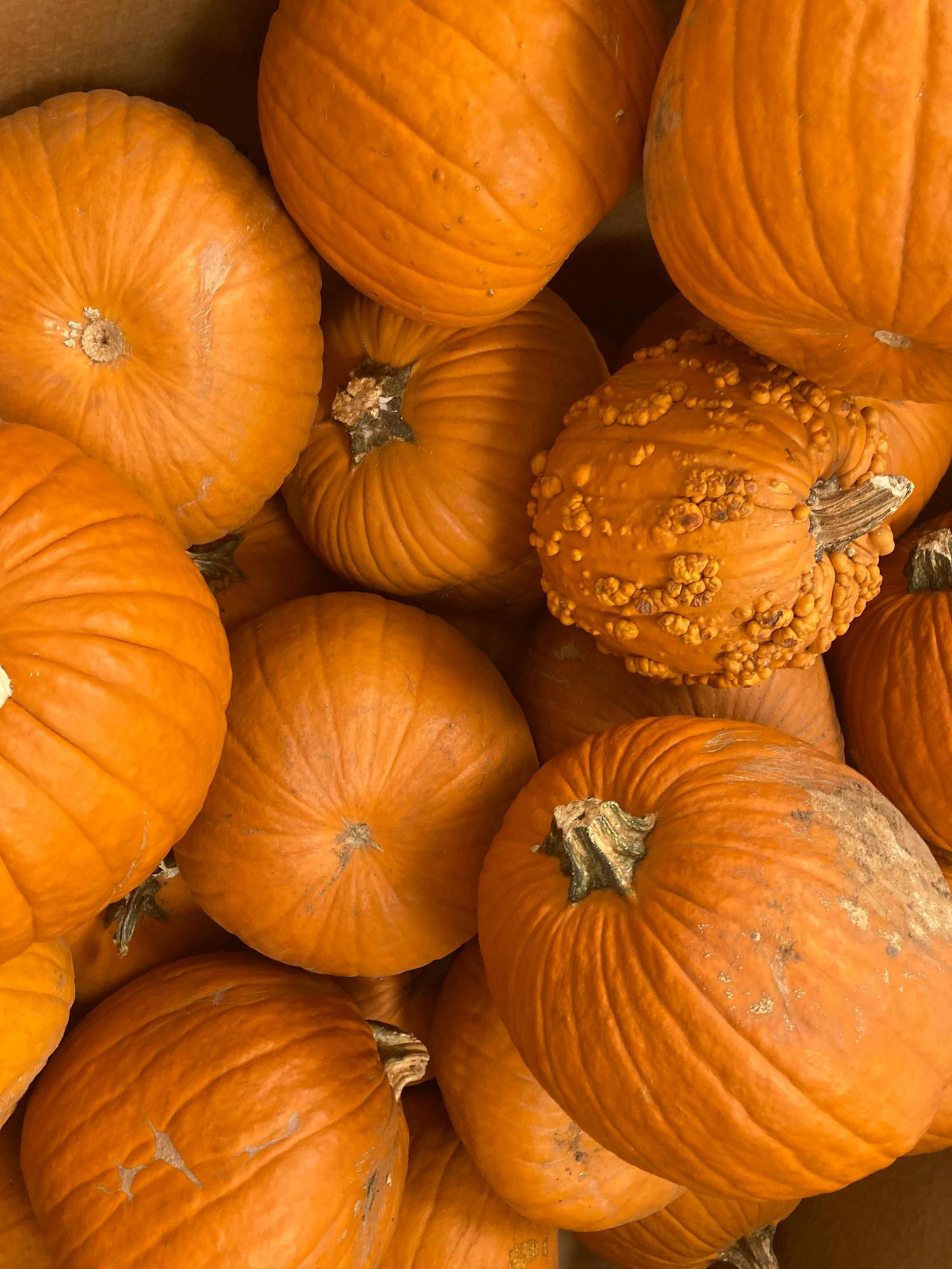 A top-down view of a large group of bright orange pumpkins, featuring both smooth-skinned types and one distinctly warty gourd among them.