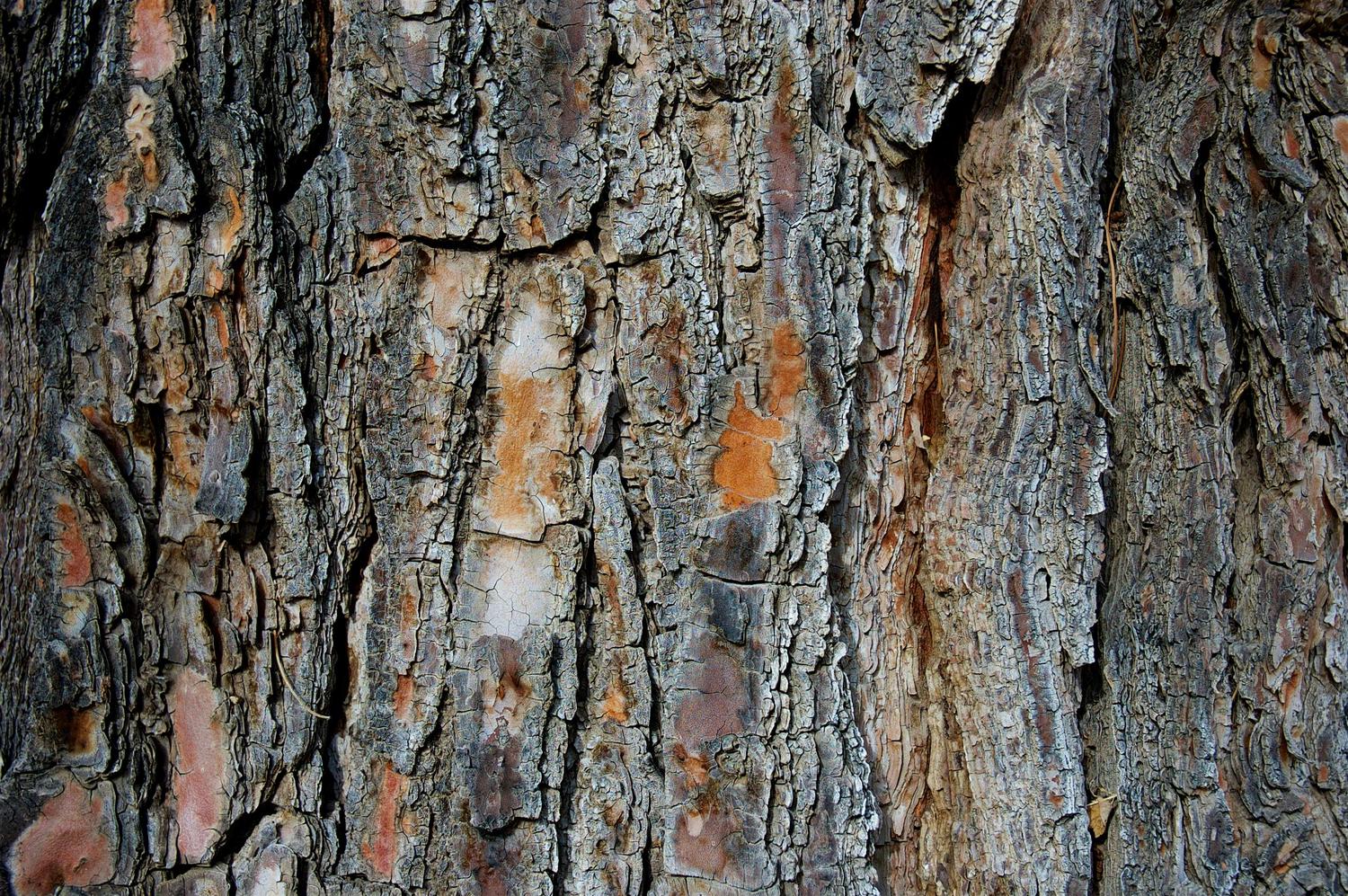 Close-up of deeply fissured tree bark, featuring a rugged texture with exposed reddish-orange and tan patches amidst shades of gray and brown.