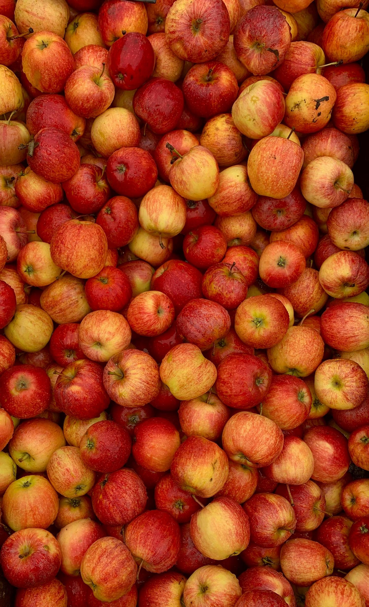 A bustling outdoor festival features white tents lining a paved path where people walk and browse goods. Banners advertise the National Apple Harvest Festival, with a train emitting smoke visible in the distance.
