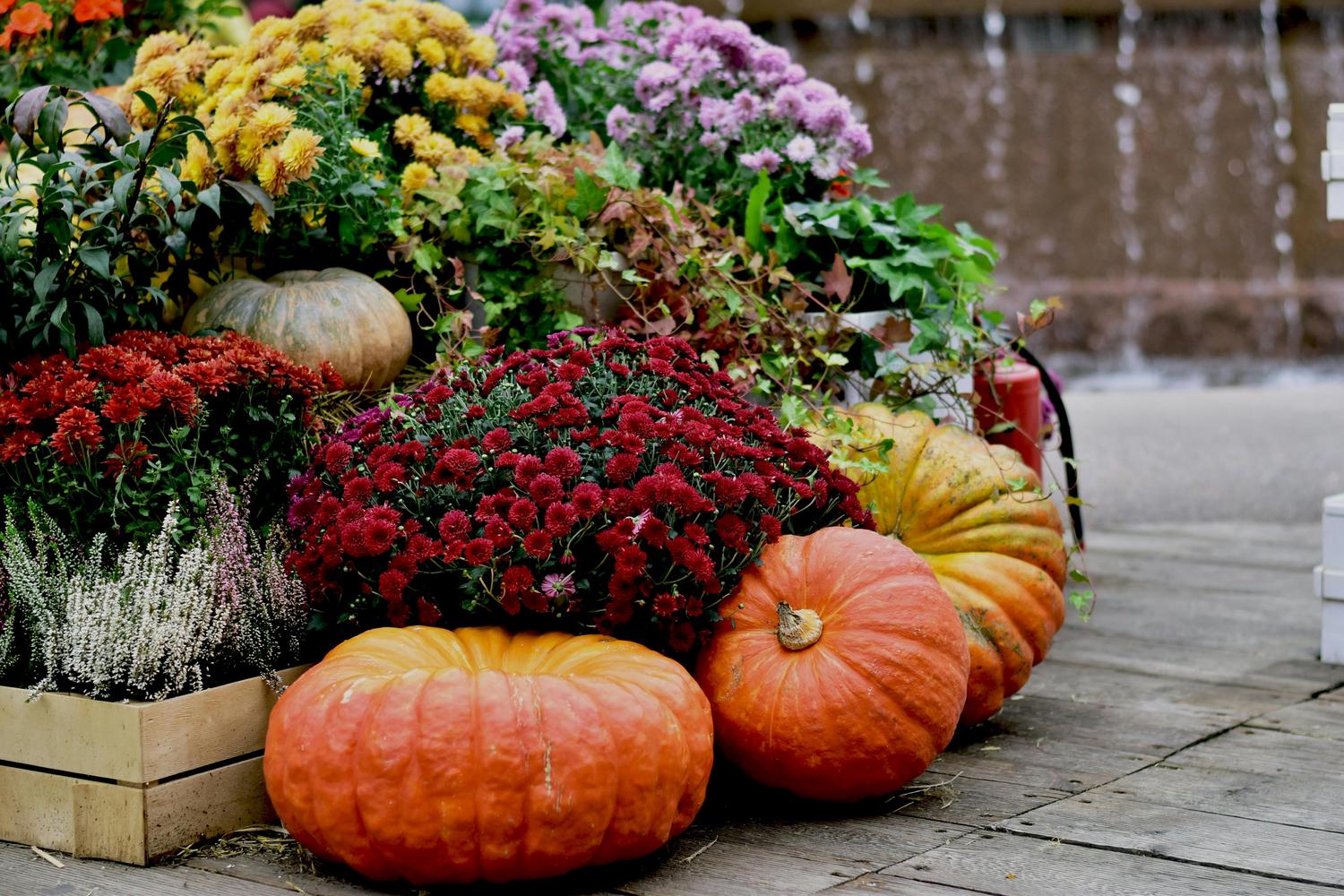 A vibrant fall display features large orange pumpkins, lush red, yellow, and purple chrysanthemums, and green foliage arranged on a wooden deck, with a blurred waterfall in the background.