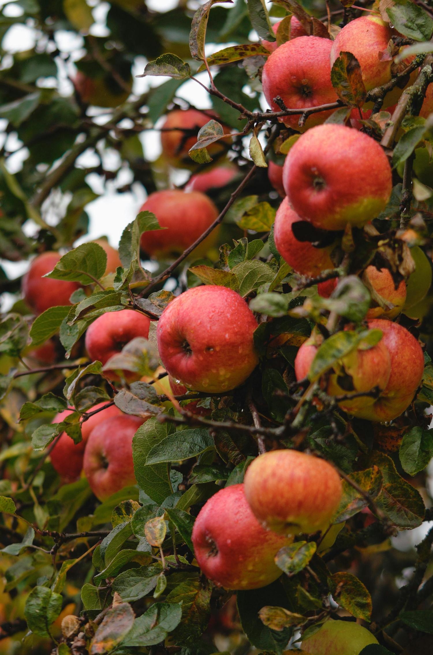 Ripe, red-orange apples covered in raindrops cling to a branch among green leaves, with some foliage showing autumn colors.