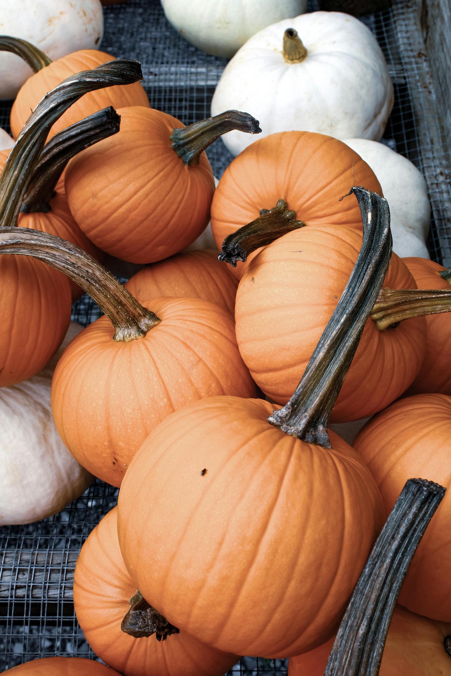 A close-up shows a cluster of bright orange and pale white pumpkins with dark, gnarled stems, resting on a wire grate.
