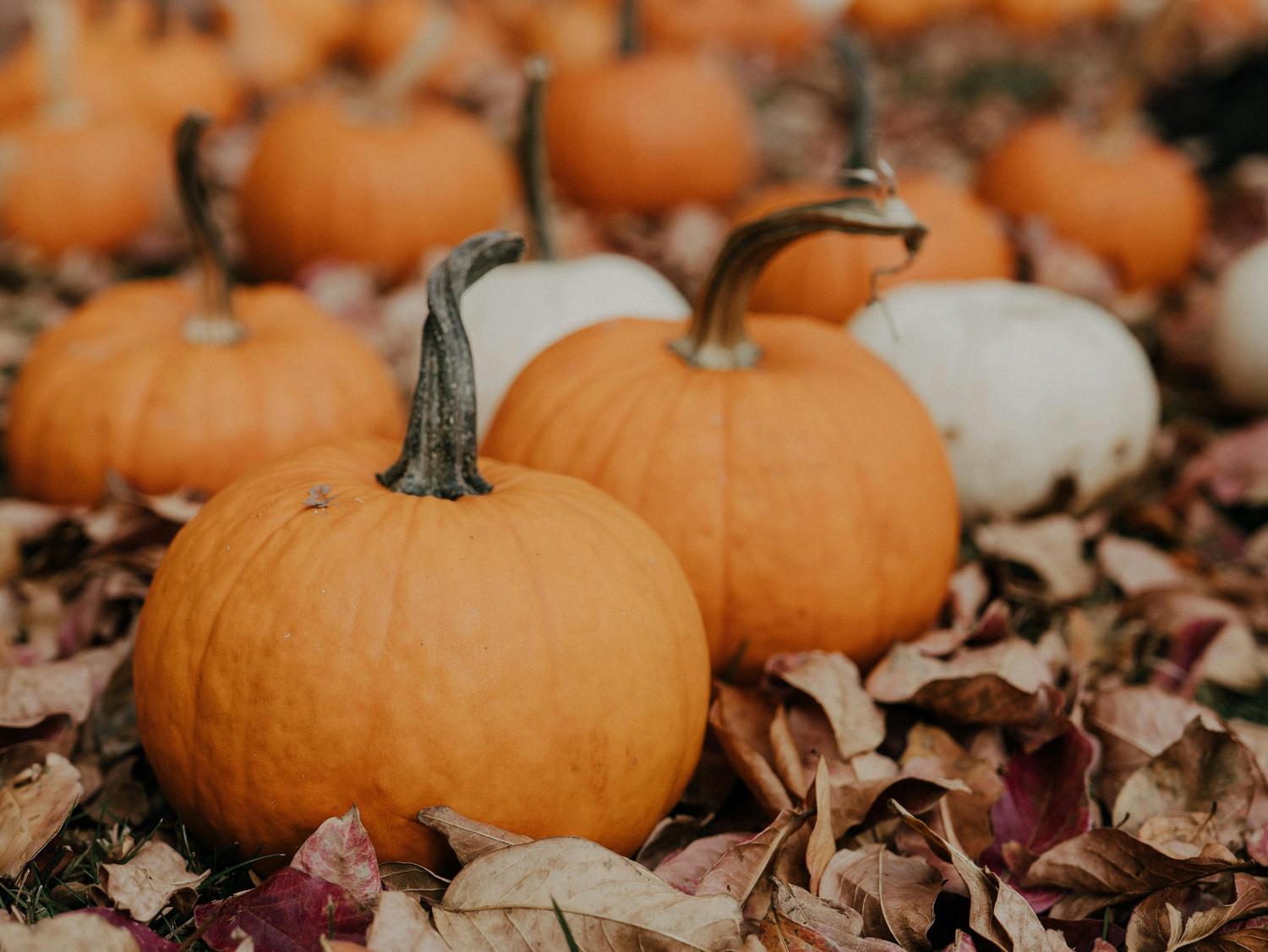 Several orange and white pumpkins rest among a scattering of colorful autumn leaves.
