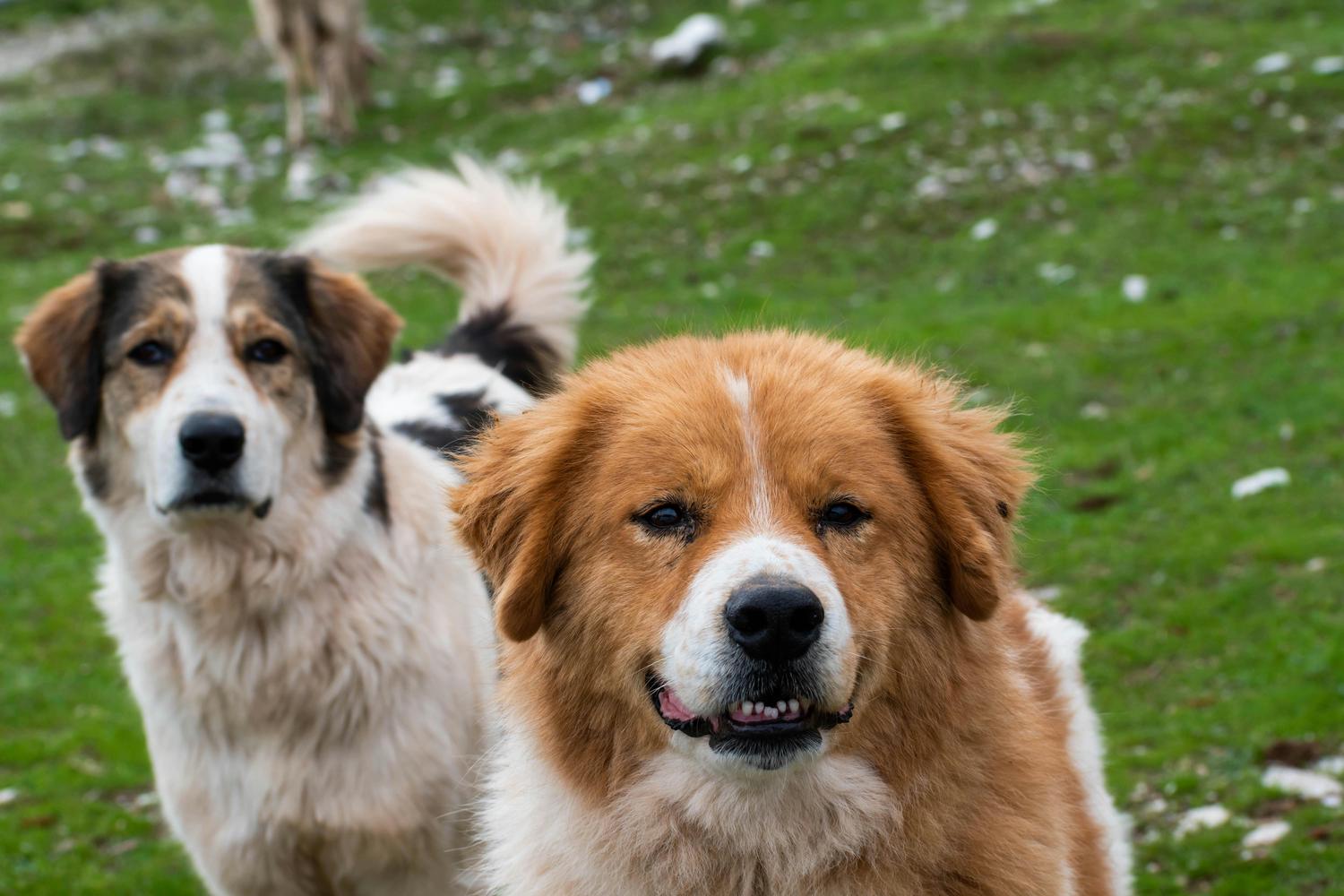 A large, shaggy brown and white dog looks directly at the viewer with its mouth slightly open, revealing teeth. Another similar-looking dog stands blurred behind it in a green, grassy field.