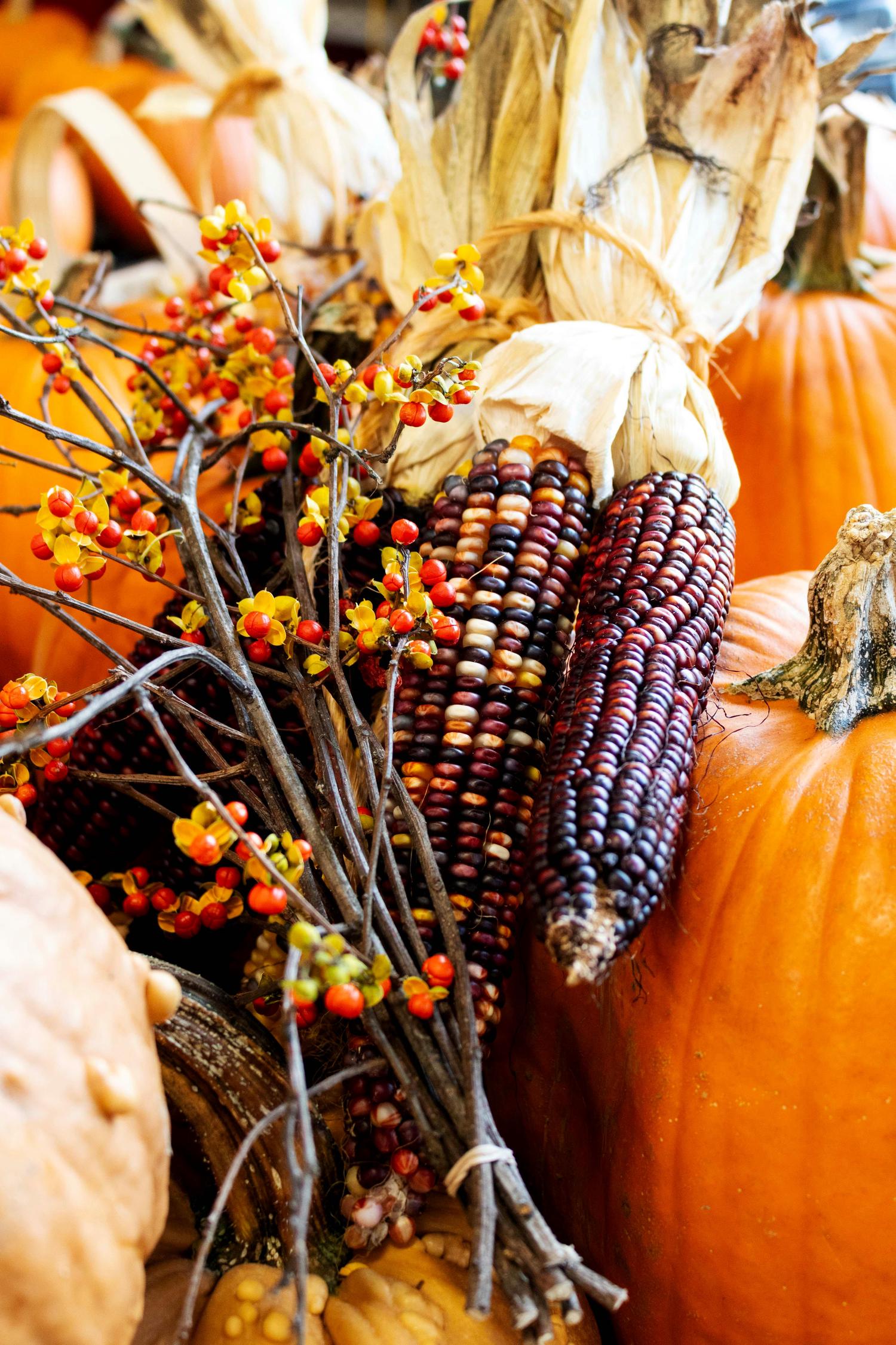 A vibrant close-up of a fall arrangement featuring bright orange pumpkins, two bundles of multi-colored Indian corn, and sprigs of red and yellow berries.