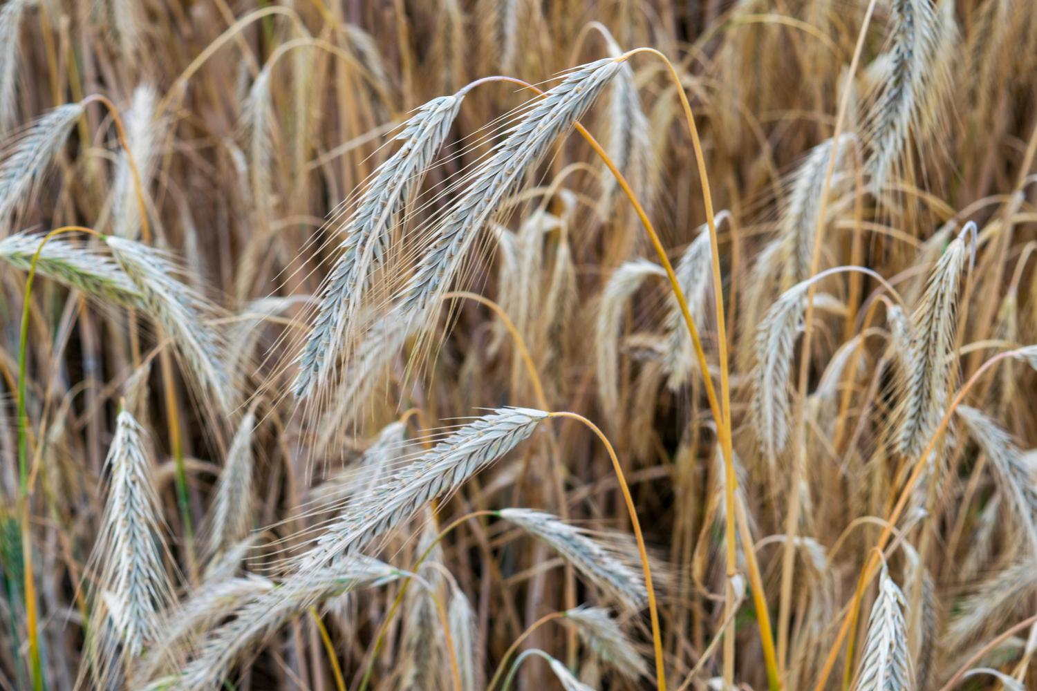 Close-up of a field of ripening grain, with several pale golden and silvery-green wheat or rye stalks in sharp focus against a blurred golden-brown background.