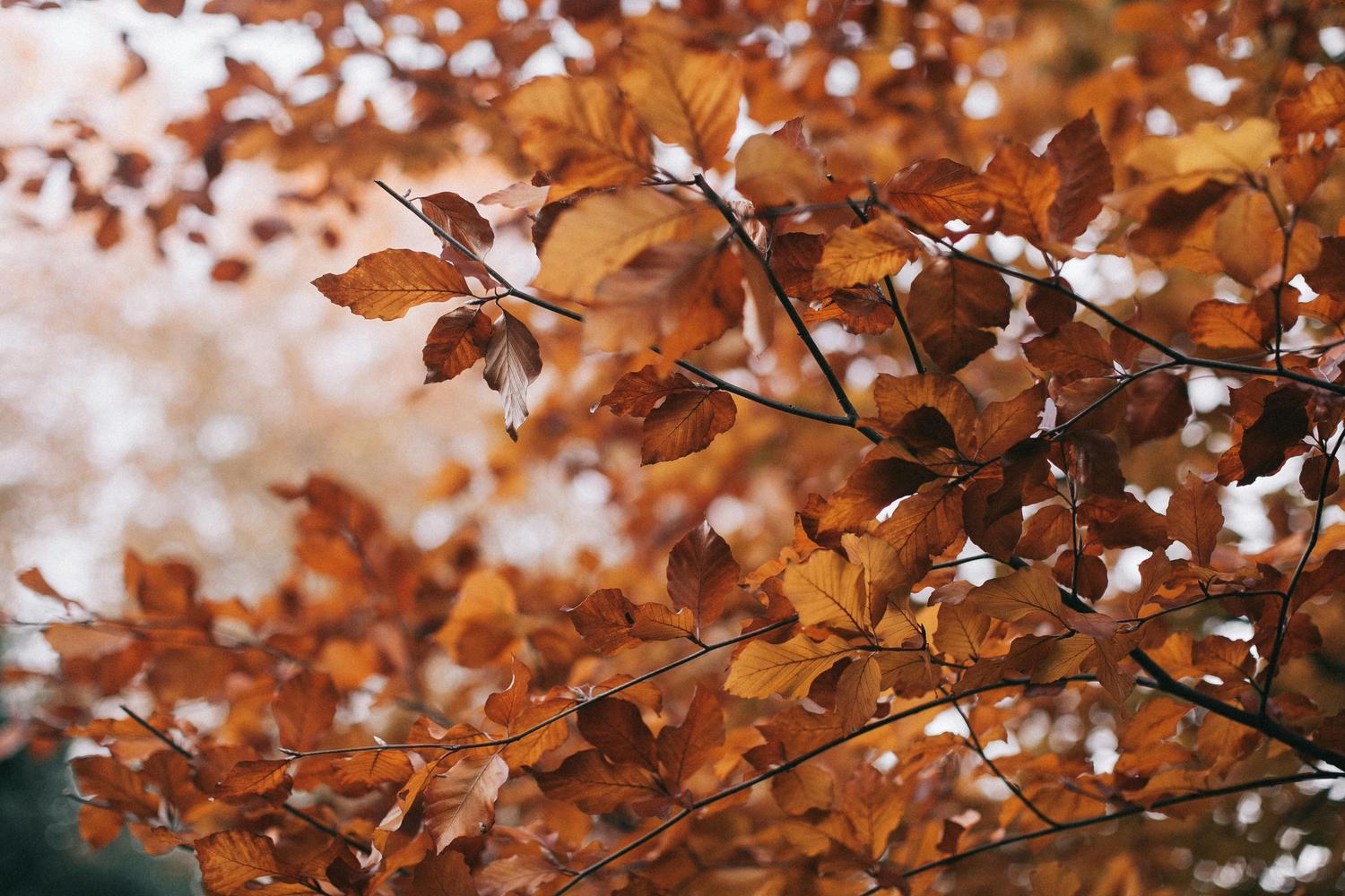 Branches covered in vibrant orange, brown, and rust autumn leaves, with some in sharp focus against a soft, blurred background.