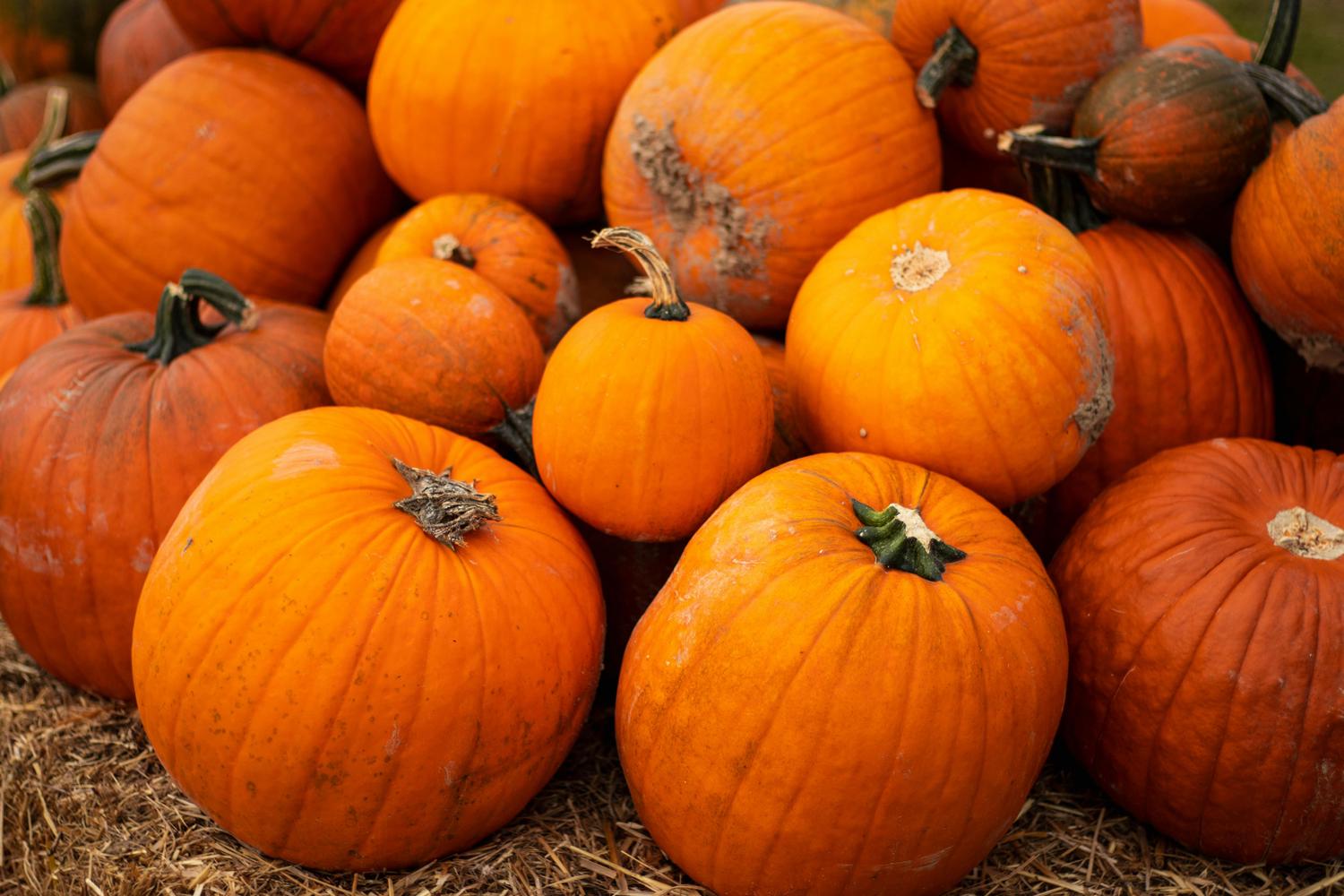 Many orange pumpkins and gourds of various sizes, some with green stems, are piled on a bed of hay.