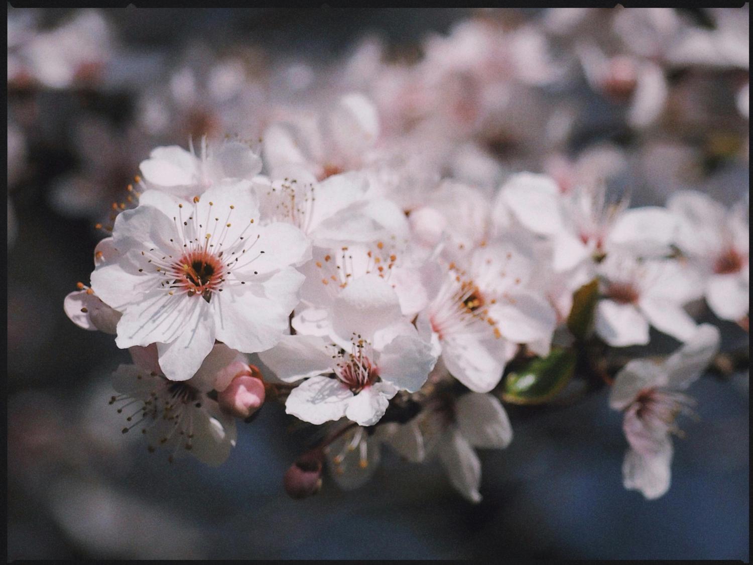 A cluster of delicate white blossoms with reddish-brown centers and yellow stamens, set against a softly blurred dark background.